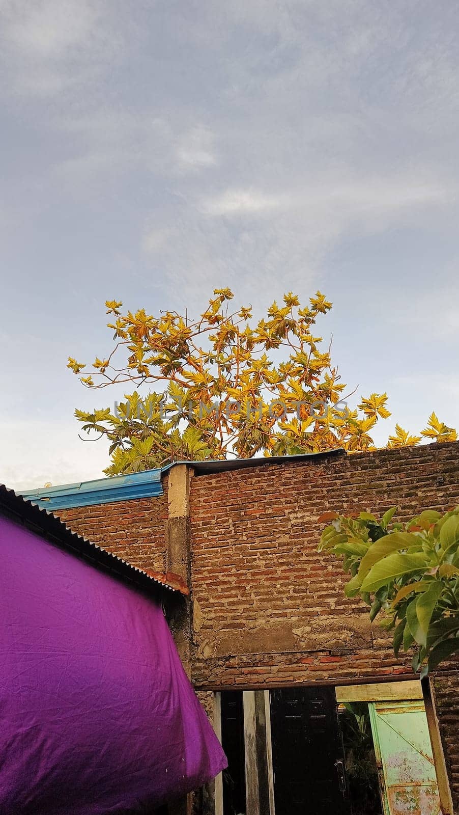 Bright green leaves illuminated by sunlight against a clear blue sky, showcasing nature's beauty and tranquility. Perfect for concepts of organic growth, eco-friendliness, and outdoor beauty.