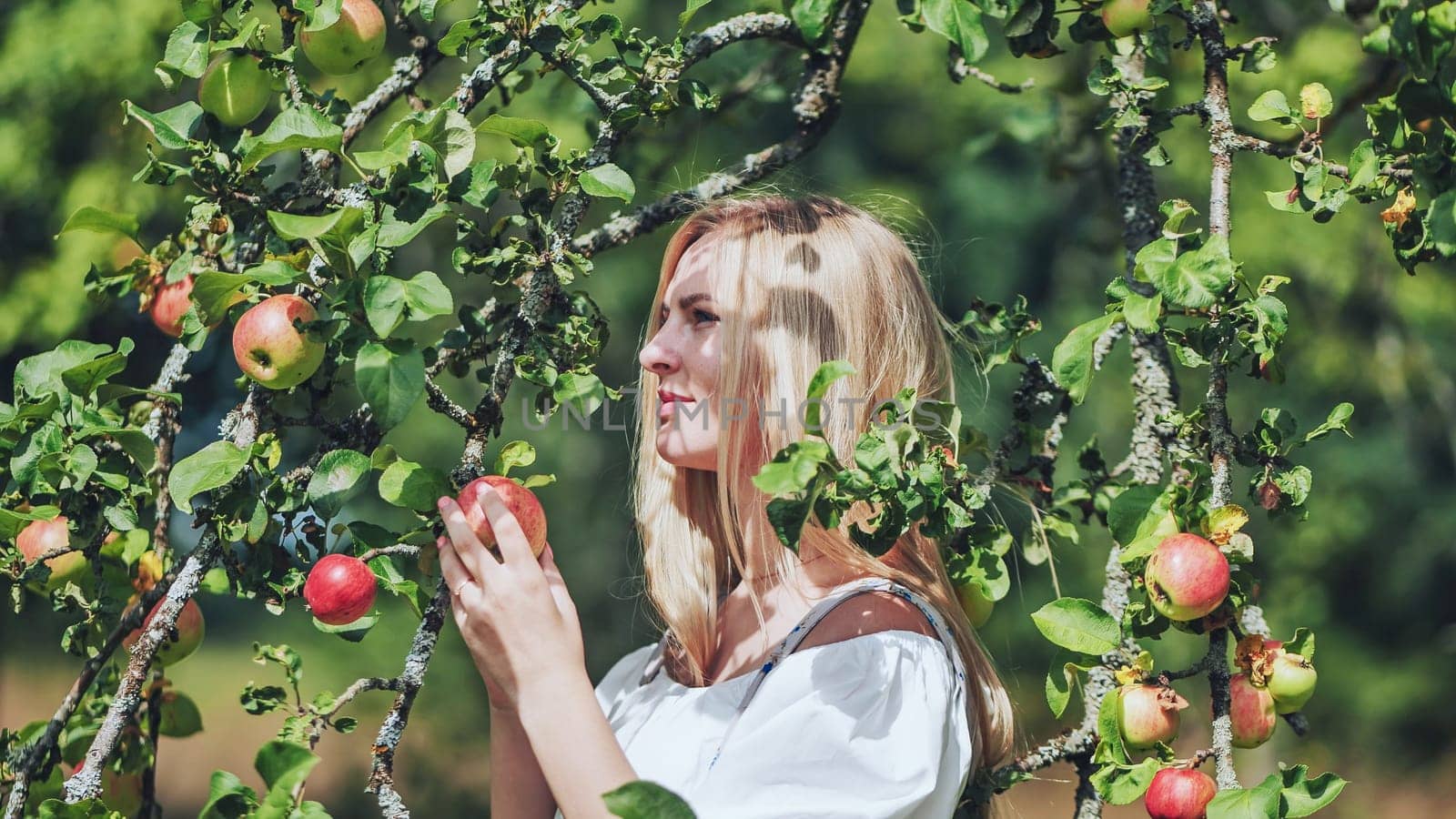 Smiling blonde female picking ripe red apples in sunlit orchard, gathering fresh organic produce from lush garden landscape