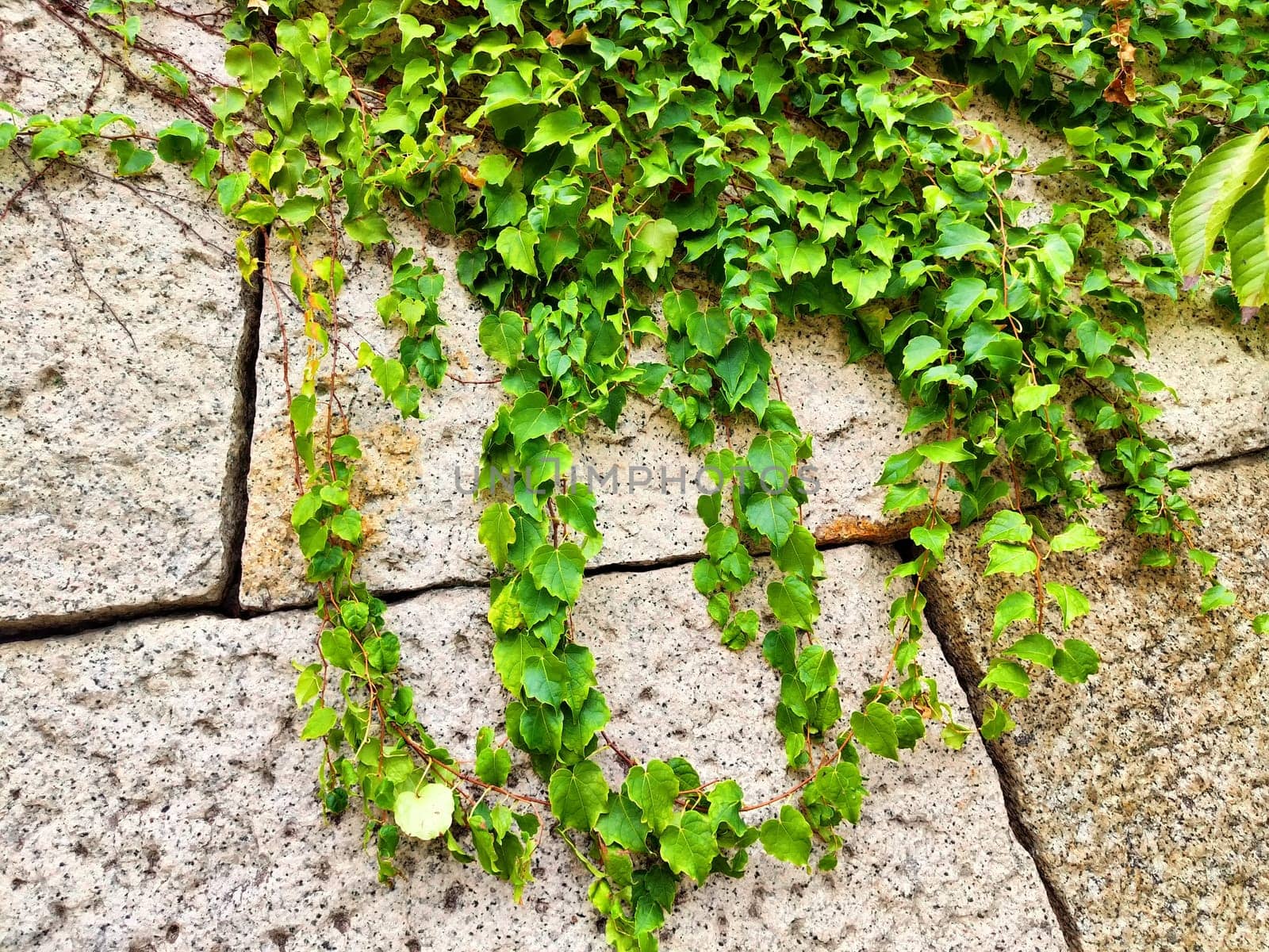 Ivy vines grow lushly along a cracked stone wall, forming a green frame with ample space for text or copy above and below the foliage.