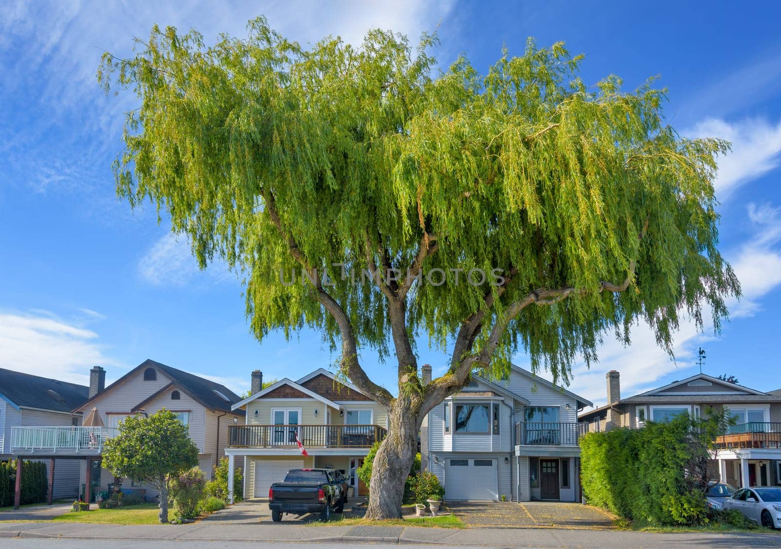 Row of residential houses under giant willow tree on evening time of summer day in British Columbia