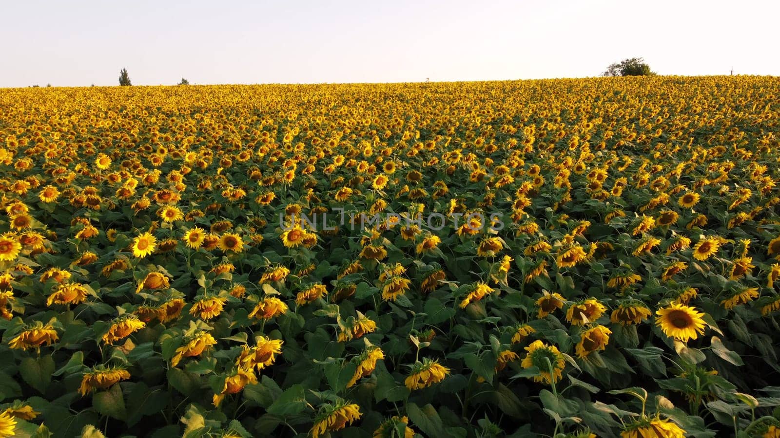 Aerial drone view flight over field with ripe sunflower heads at dawn sunset. Top view. Scenery farmland and plantations. Landscape fields agro-industrial culture. Agrarian countryside