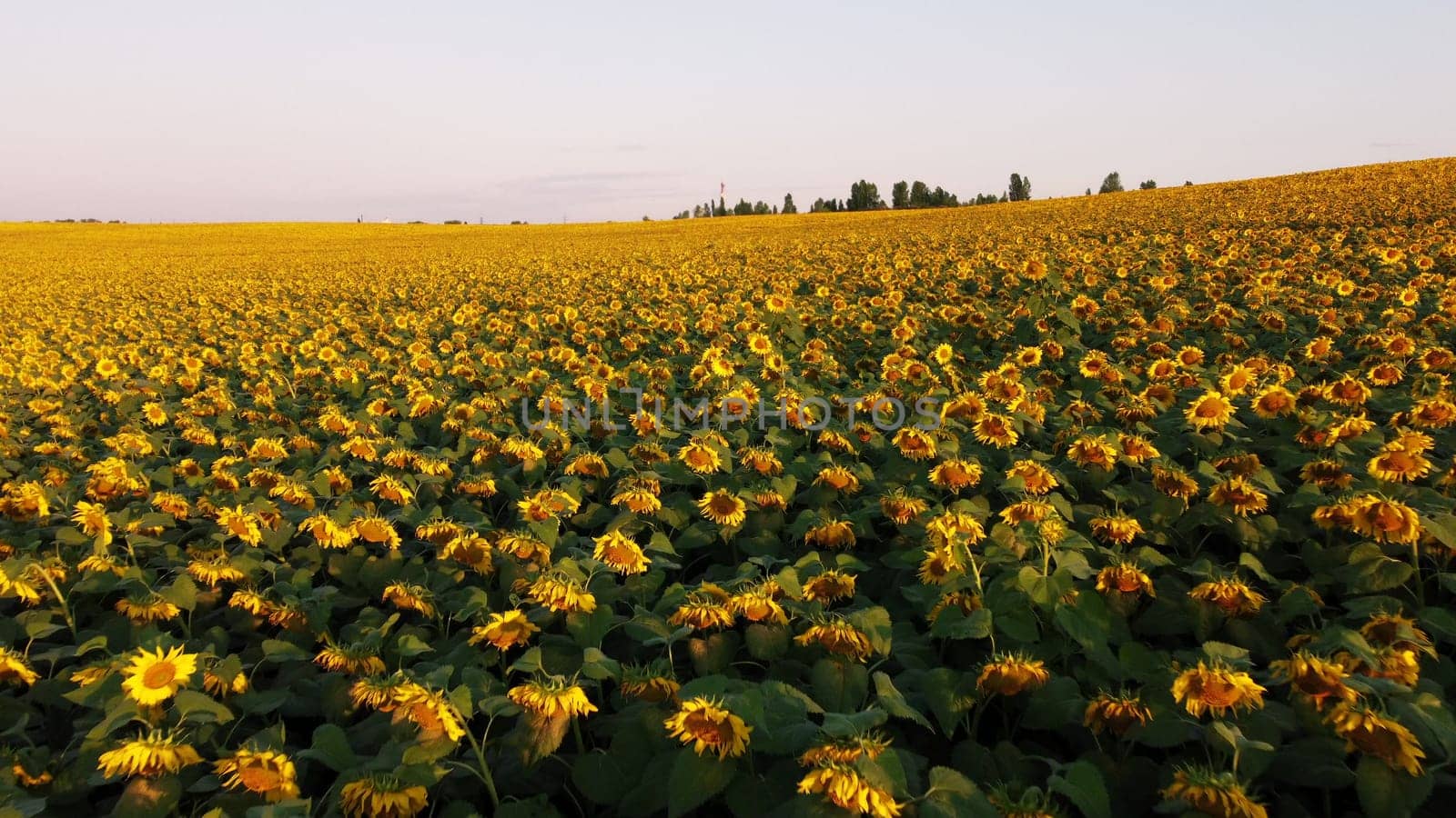 Aerial drone view flight over field with ripe sunflower heads at dawn sunset. Top view. Scenery farmland and plantations. Landscape fields agro-industrial culture. Agrarian countryside