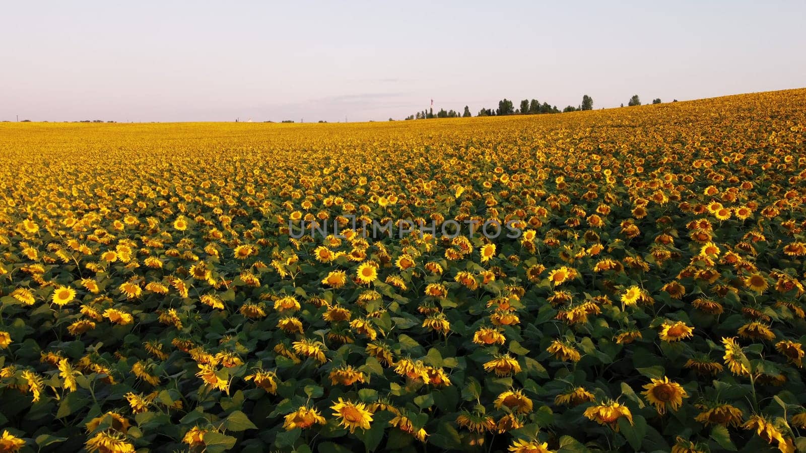 Aerial drone view flight over sunflowers growing on field of sunflowers. Aerial drone shot. Agriculture. Aerial view of sunflowers. Landscape with big yellow farm field in summer. Natural background