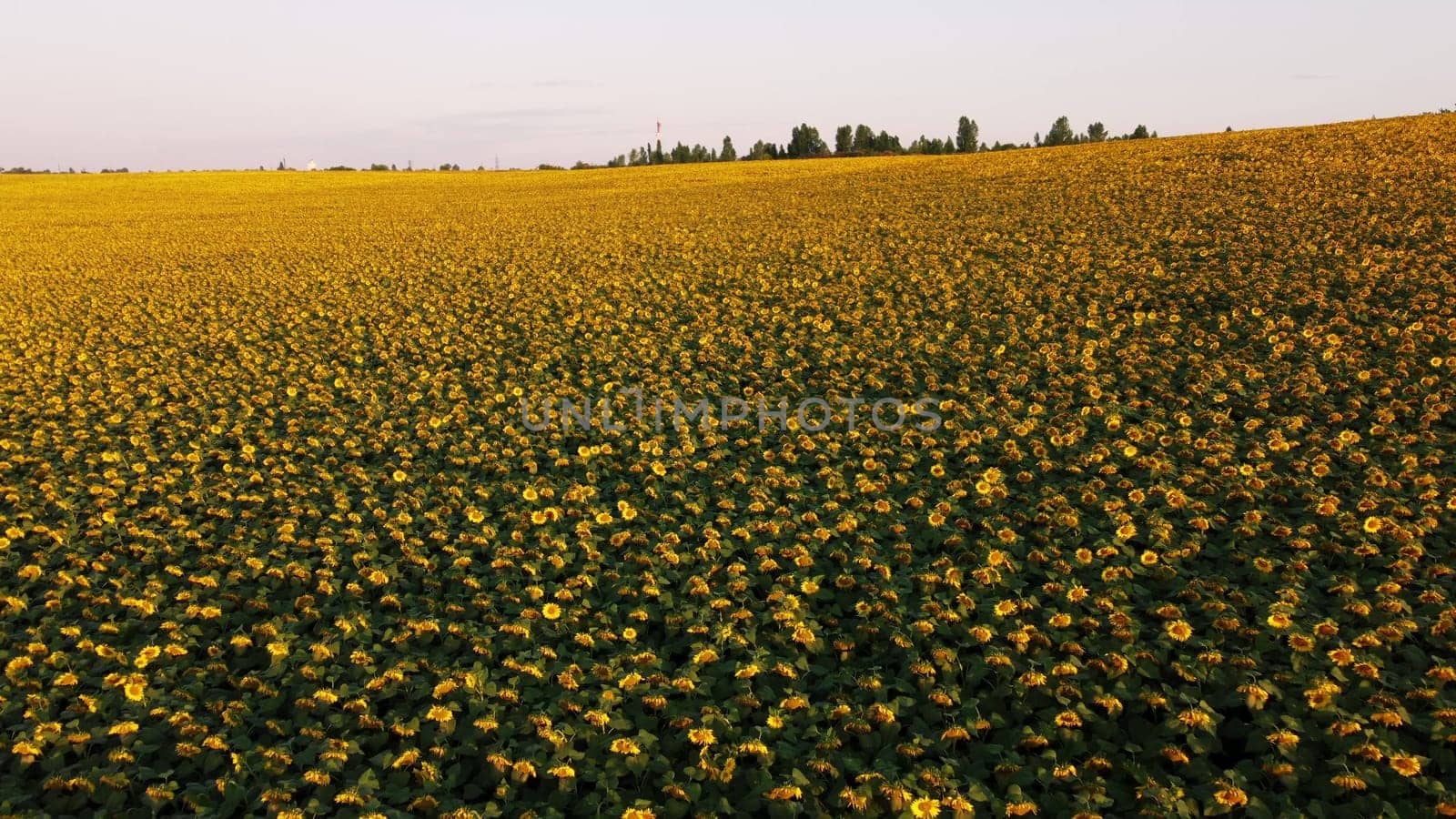 Aerial drone view flight over sunflowers growing on field of sunflowers. Aerial drone shot. Agriculture. Aerial view of sunflowers. Landscape with big yellow farm field in summer. Natural background