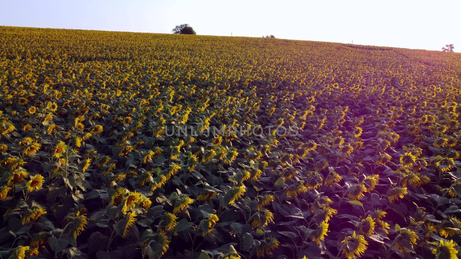 Aerial drone view flight over field with ripe sunflower heads at dawn sunset. Red sun glare. Top view. Scenery farmland and plantations. Landscape fields agro-industrial culture. Agrarian countryside