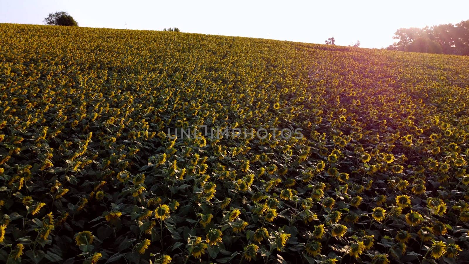 Aerial drone view flight over field with ripe sunflower heads at dawn sunset. Red sun glare. Top view. Scenery farmland and plantations. Landscape fields agro-industrial culture. Agrarian countryside