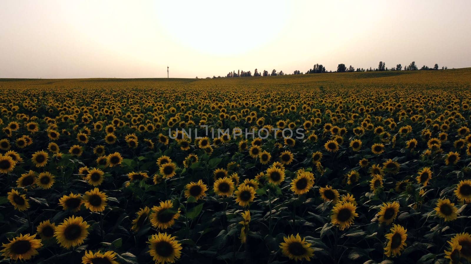 Aerial drone view flight over field with ripe sunflower heads at dawn sunset. Top view. Scenery farmland and plantations. Landscape fields agro-industrial culture. Agrarian countryside