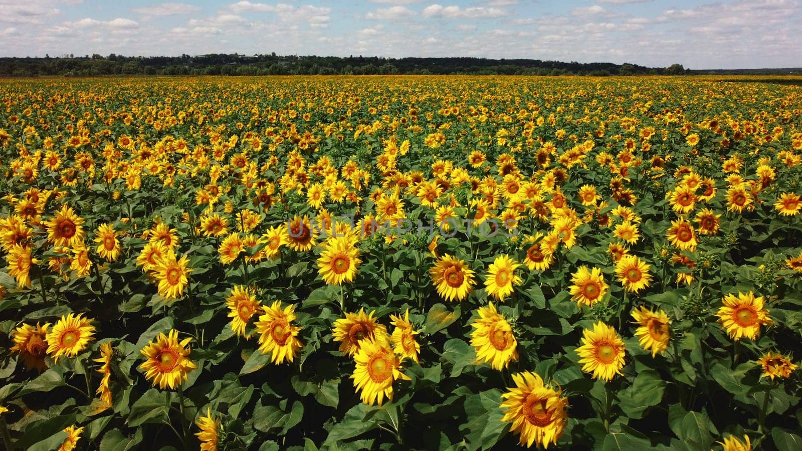 Aerial drone view flight over sunflower field on sunny summer day. Countryside landscape and panoramic view with blooming yellow sunflower flowers. Agricultural fields and farmland lands. Crop fields