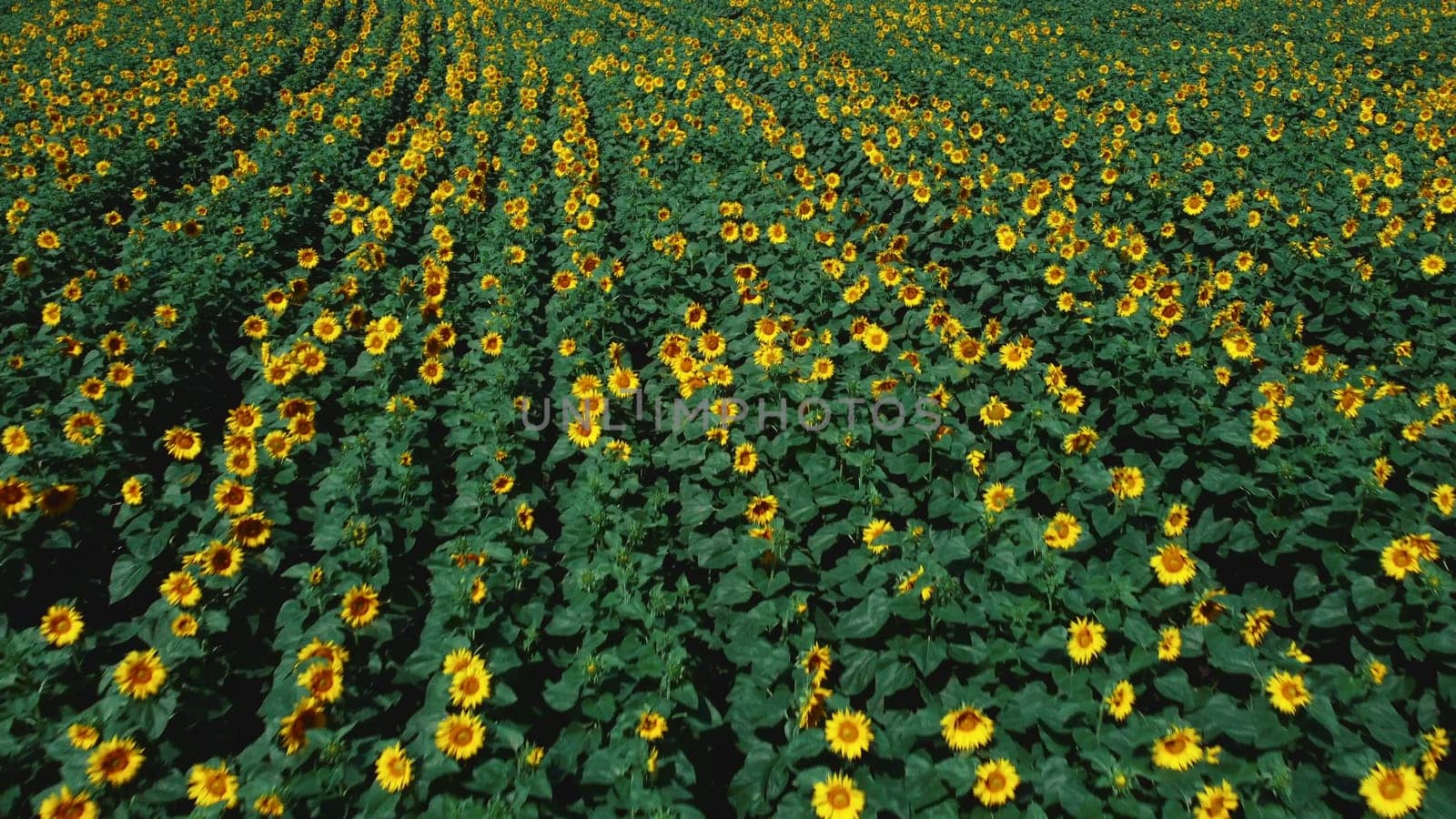 Aerial drone view flight over sunflower field on sunny summer day. Countryside landscape and panoramic view with blooming yellow sunflower flowers. Agricultural fields and farmland lands. Crop fields