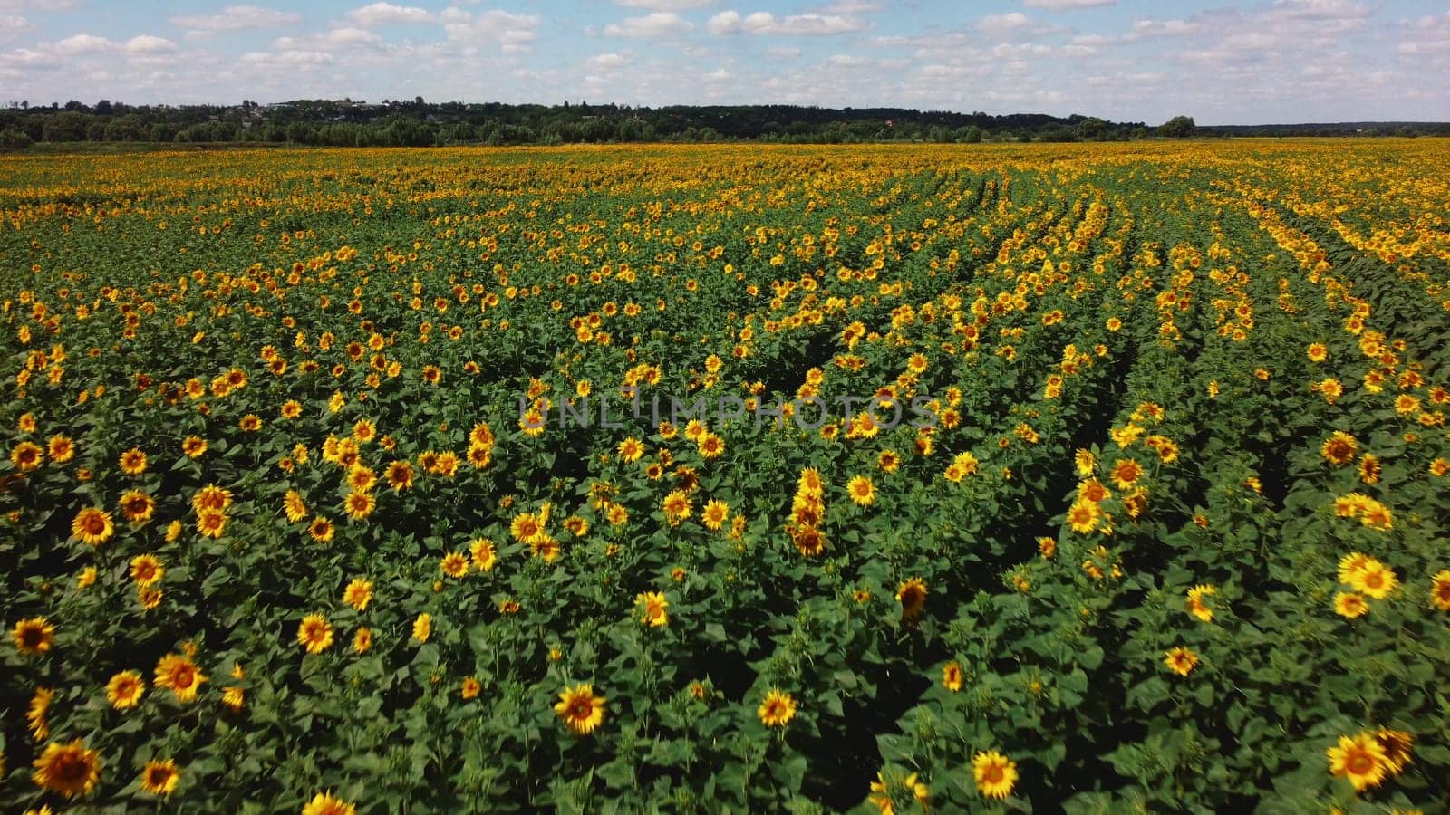 Aerial drone view flight over sunflower field on sunny summer day. Countryside landscape and panoramic view with blooming yellow sunflower flowers. Agricultural fields and farmland lands. Crop fields