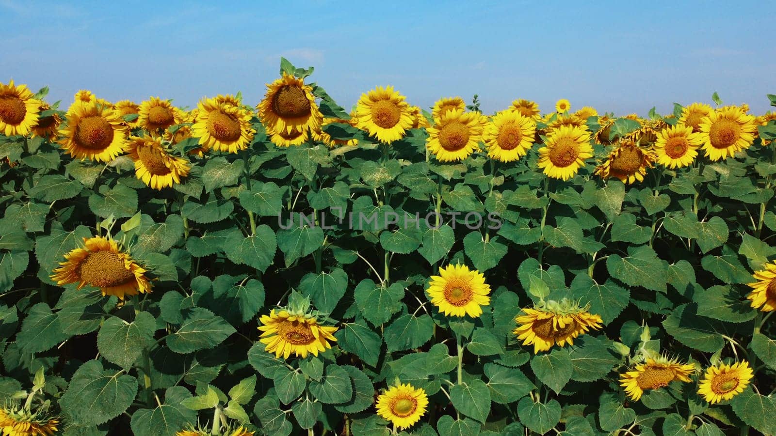 Sunflower flowers close up. Agricultural field of blooming sunflower. Agrarian landscape yellow inflorescences of blooming sunflower and green leaves on sunny summer day Farm rural country background