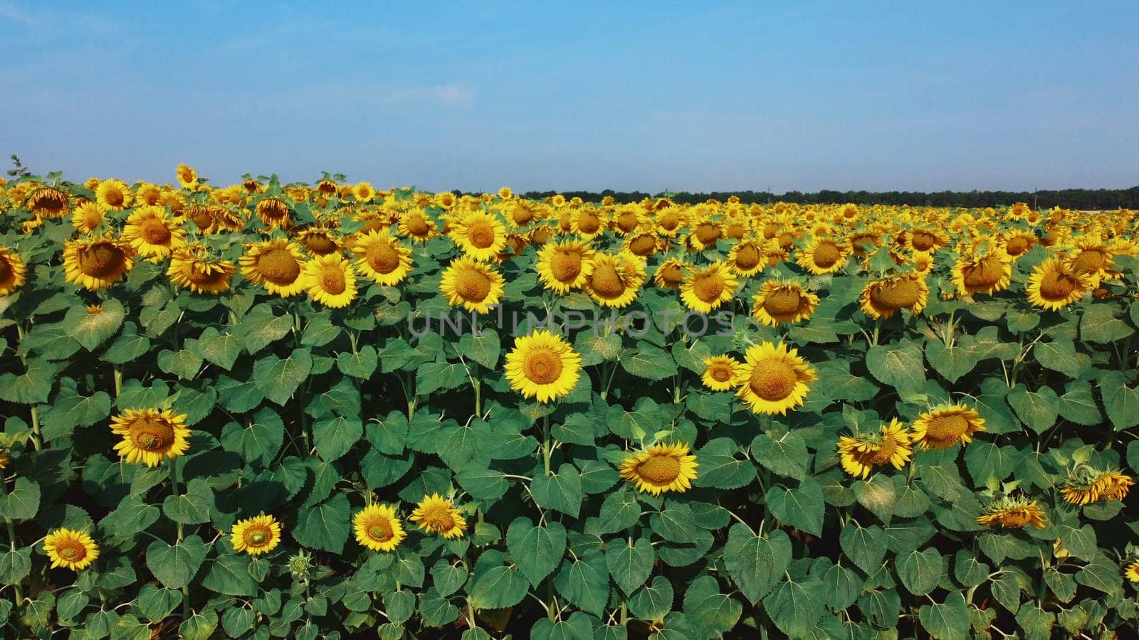 Sunflower flowers close up. Agricultural field of blooming sunflower. Agrarian landscape yellow inflorescences of blooming sunflower and green leaves on sunny summer day Farm rural country background