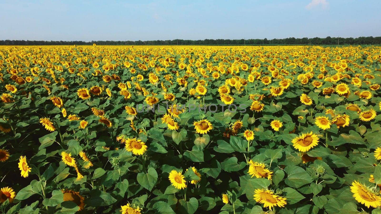 Sunflower flowers close up. Agricultural field of blooming sunflower. Agrarian landscape yellow inflorescences of blooming sunflower and green leaves on sunny summer day Farm rural country background