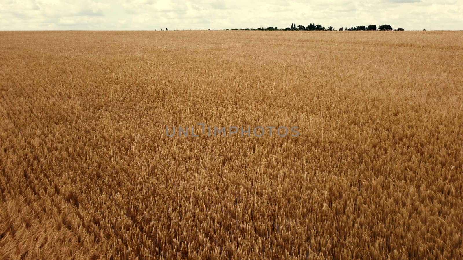 Landscape Wheat field. Aerial drone view. Wheat ears on cloudy day. Yellow golden grains spikes of wheat in field. Textured agricultural farming background. Scenery Grains of wheat in ear ripen