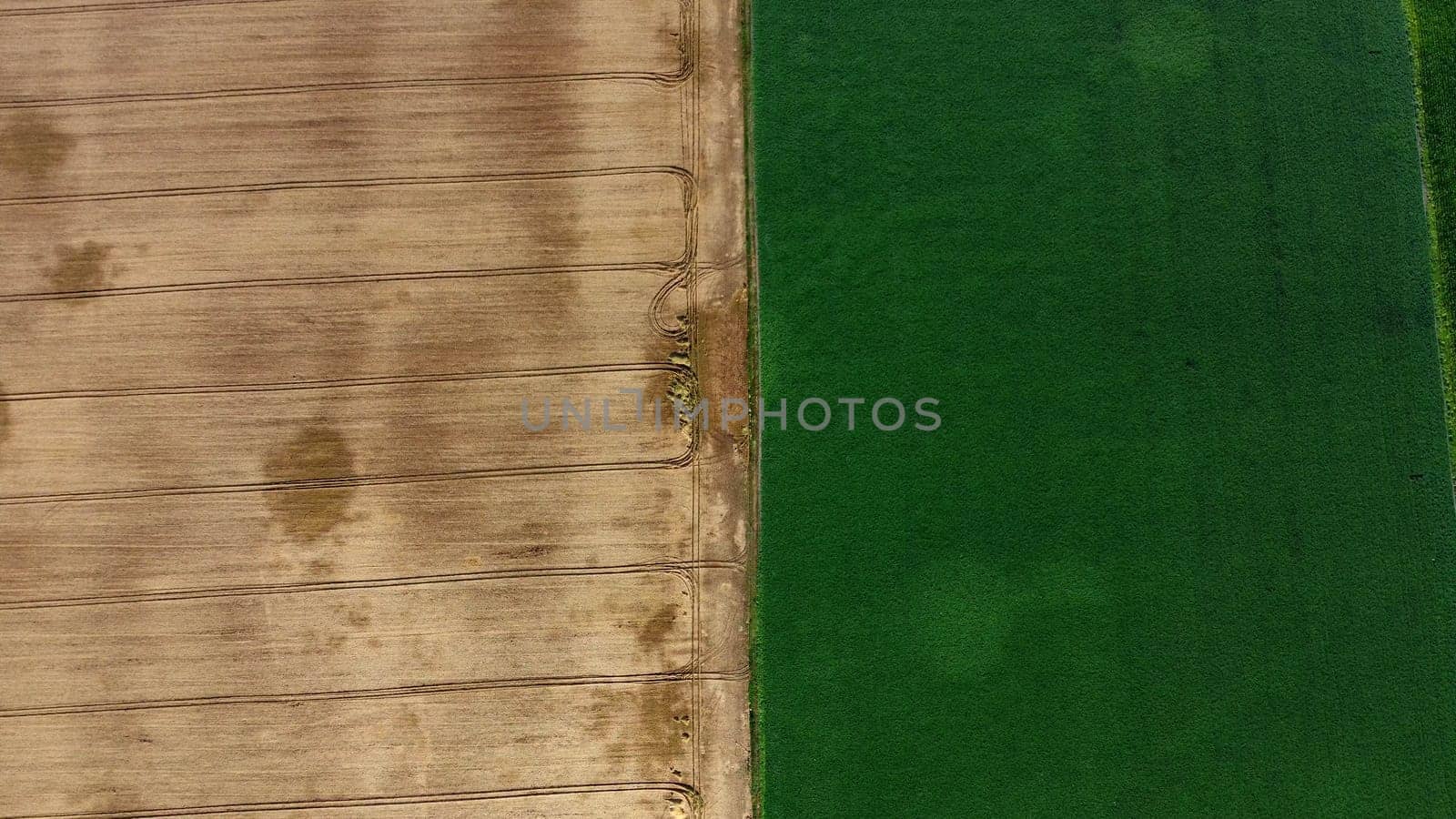 Aerial drone view over border between yellow wheat field and green agricultural field. Top view two halves of fields. Rural landscape and scenery country. Agricultural natural background. Crop fields.