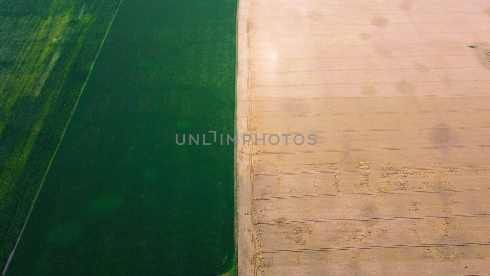 Aerial drone view over between yellow wheat field and green agricultural field. Top view two halves of fields. Rural landscape scenery country. Agricultural natural background. Crop fields