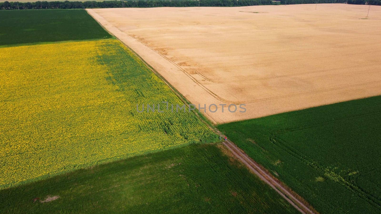 Panoramic top view sunflower field, big yellow wheat field and fields with other green agricultural plants. Aerial drone view. Agrarian agricultural landscape. Natural countryside farmland background.