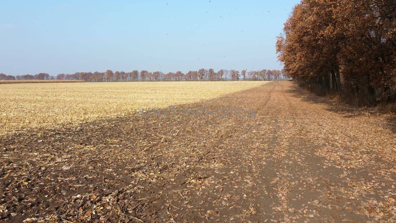 Brown Dry Tree Leaves Fall on Yellow Field After Harvest on Sunny Autumn Day. Aerial Drone View. Landscape Blue Sky, Trees on Horizon, Yellow Straw on Field, Earthen Ground. Rural Country Scenery