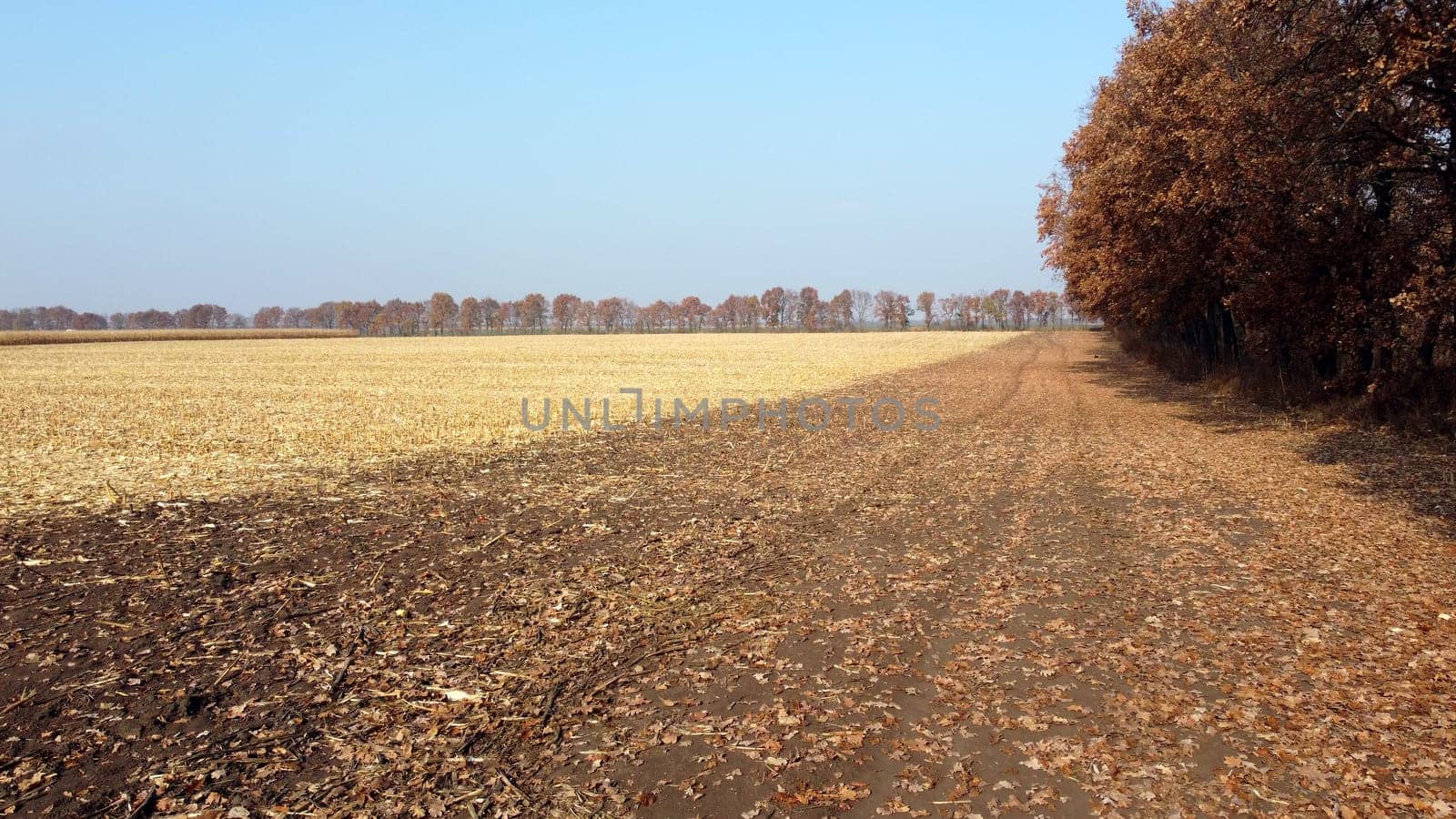 Brown Dry Tree Leaves Fall on Yellow Field After Harvest on Sunny Autumn Day. Aerial Drone View. Landscape Blue Sky, Trees on Horizon, Yellow Straw on Field, Earthen Ground. Rural Country Scenery