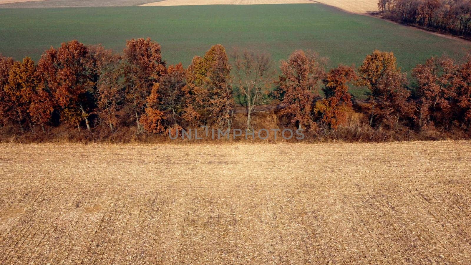 Aerial Drone View. Trees with brown dry leaves grow between field after harvest with yellow straw and field with green sprouts on Autumn Sunny Day. Rural Country Landscape. Agrarian and Agricultural