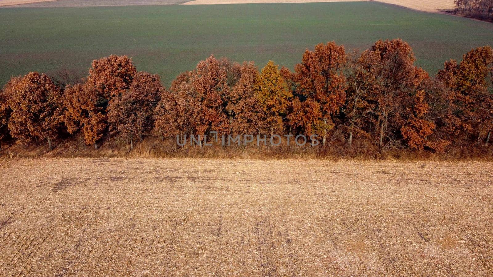 Aerial Drone View. Trees with brown dry leaves grow between field after harvest with yellow straw and field with green sprouts on Autumn Sunny Day. Rural Country Landscape. Agrarian and Agricultural