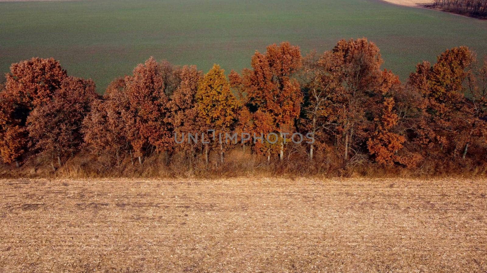 Aerial Drone View. Trees with brown dry leaves grow between field after harvest with yellow straw and field with green sprouts on Autumn Sunny Day. Rural Country Landscape. Agrarian and Agricultural