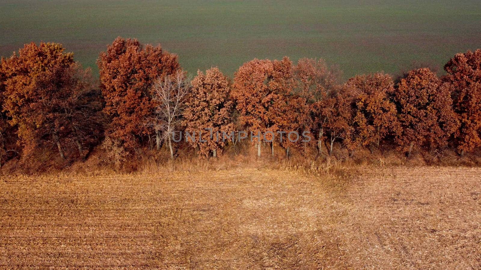 Aerial Drone View. Trees with brown dry leaves grow between field after harvest with yellow straw and field with green sprouts on Autumn Sunny Day. Rural Country Landscape. Agrarian and Agricultural