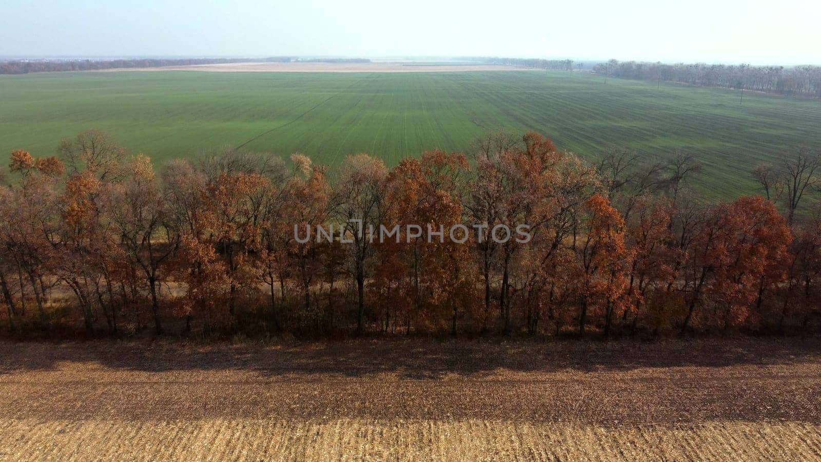 Aerial Drone View. Trees with brown dry leaves grow between field after harvest with yellow straw and field with green sprouts on Autumn Sunny Day. Rural Country Landscape. Agrarian and Agricultural