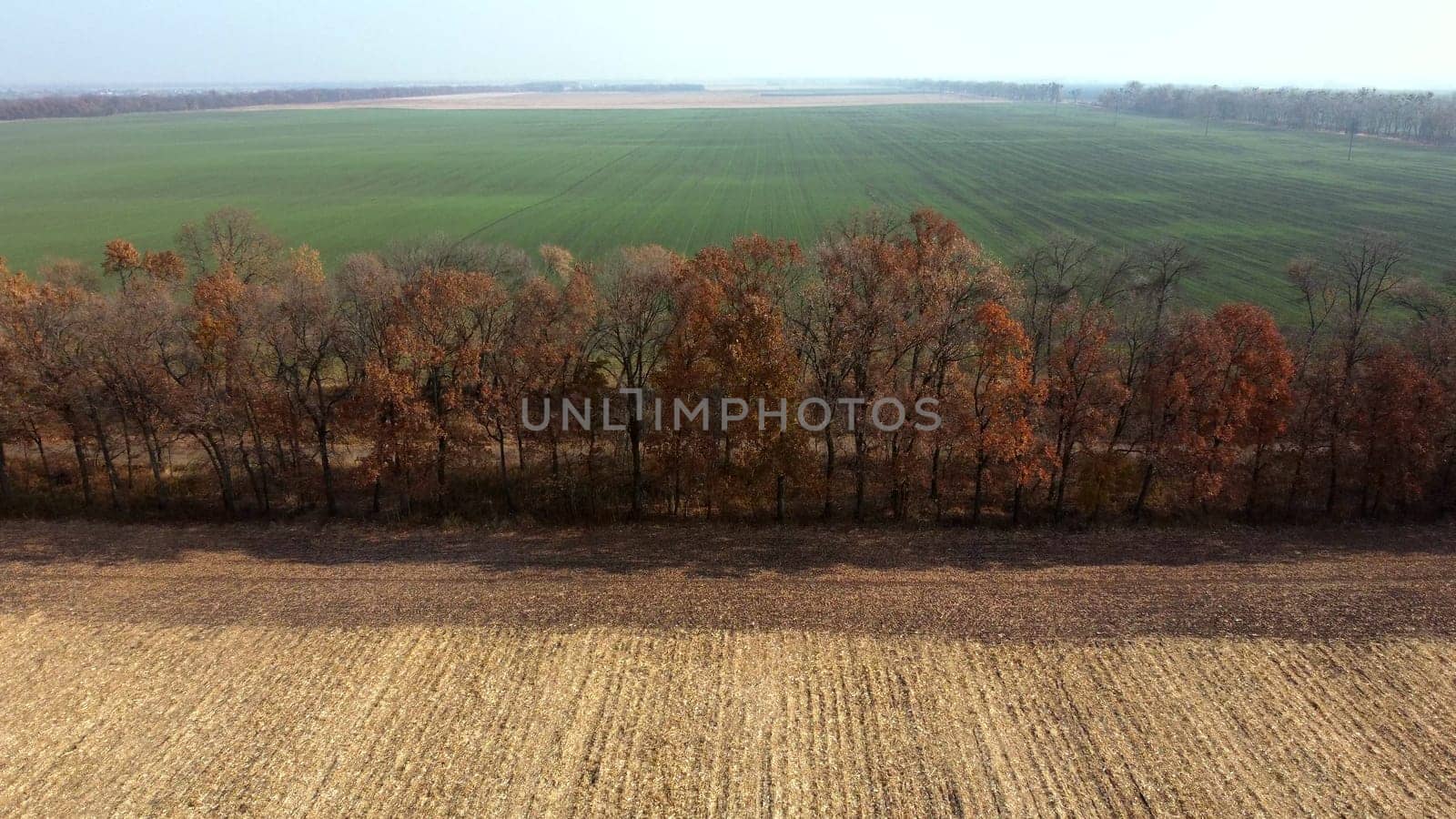 Aerial Drone View. Trees with brown dry leaves grow between field after harvest with yellow straw and field with green sprouts on Autumn Sunny Day. Rural Country Landscape. Agrarian and Agricultural