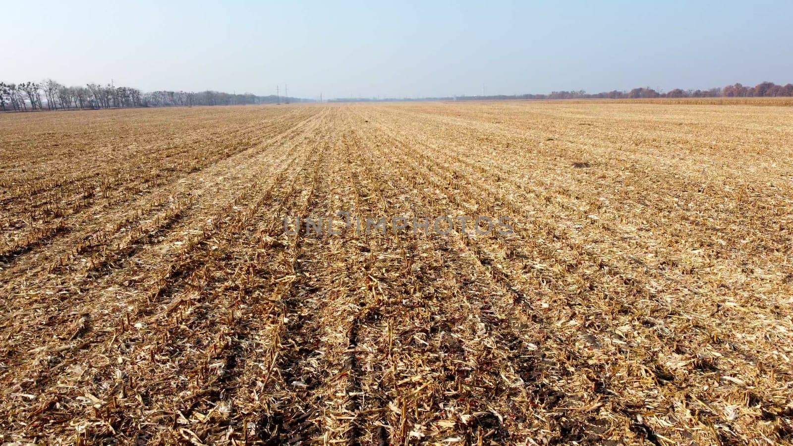 Aerial Drone View Flight Over on Cornfield with Yellow Straw After Harvest on Sunny Autumn Day. Harvesting, Agrarian and Agricultural Works, Farming. Straw field, Stubble field. Rural Country Scenery