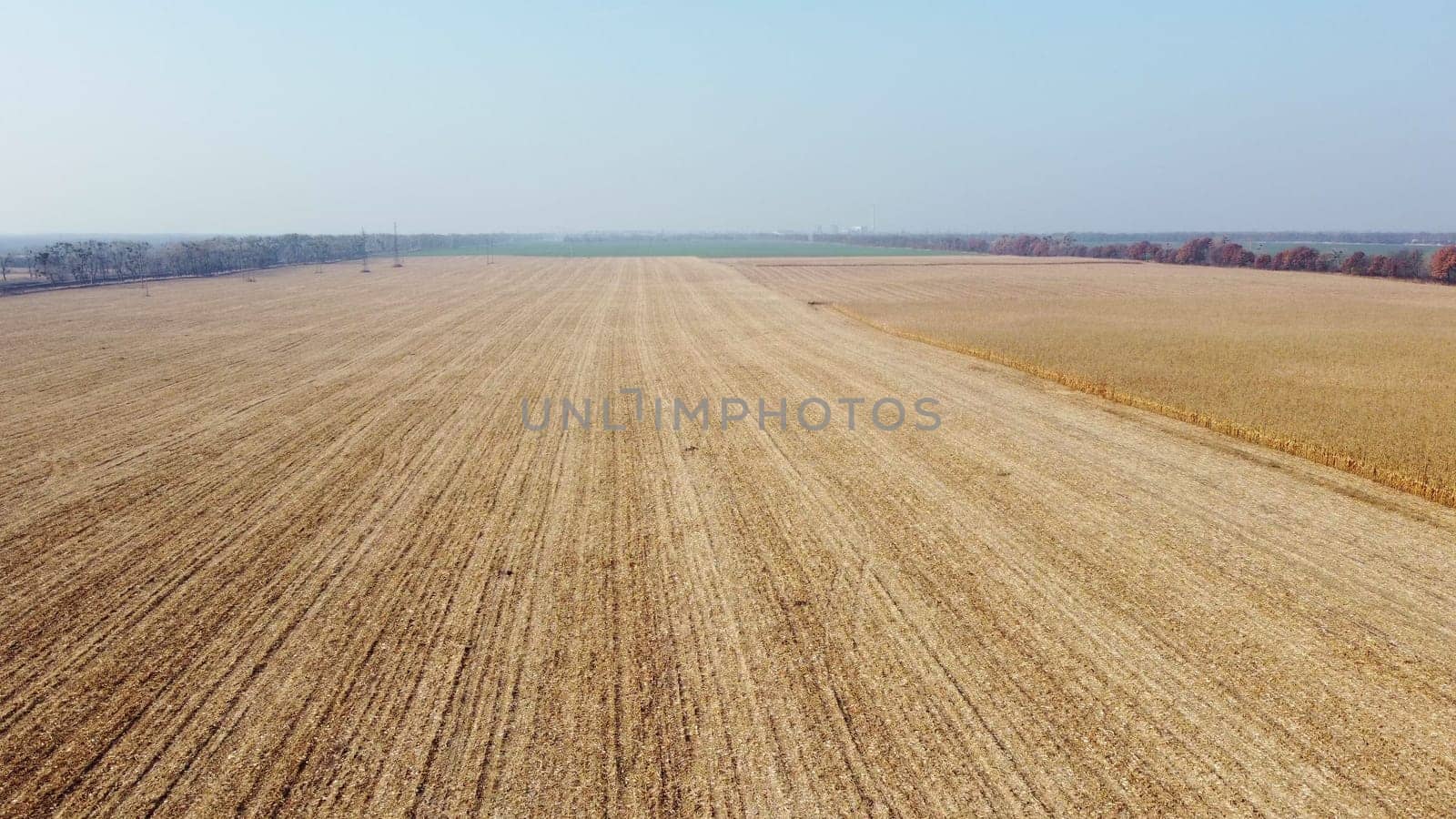 Aerial Drone View Flight Over on Cornfield with Yellow Straw After Harvest on Sunny Autumn Day. Harvesting, Agrarian, Agricultural, Farming. Straw field, Stubble field. Landscape Rural Country Scenery