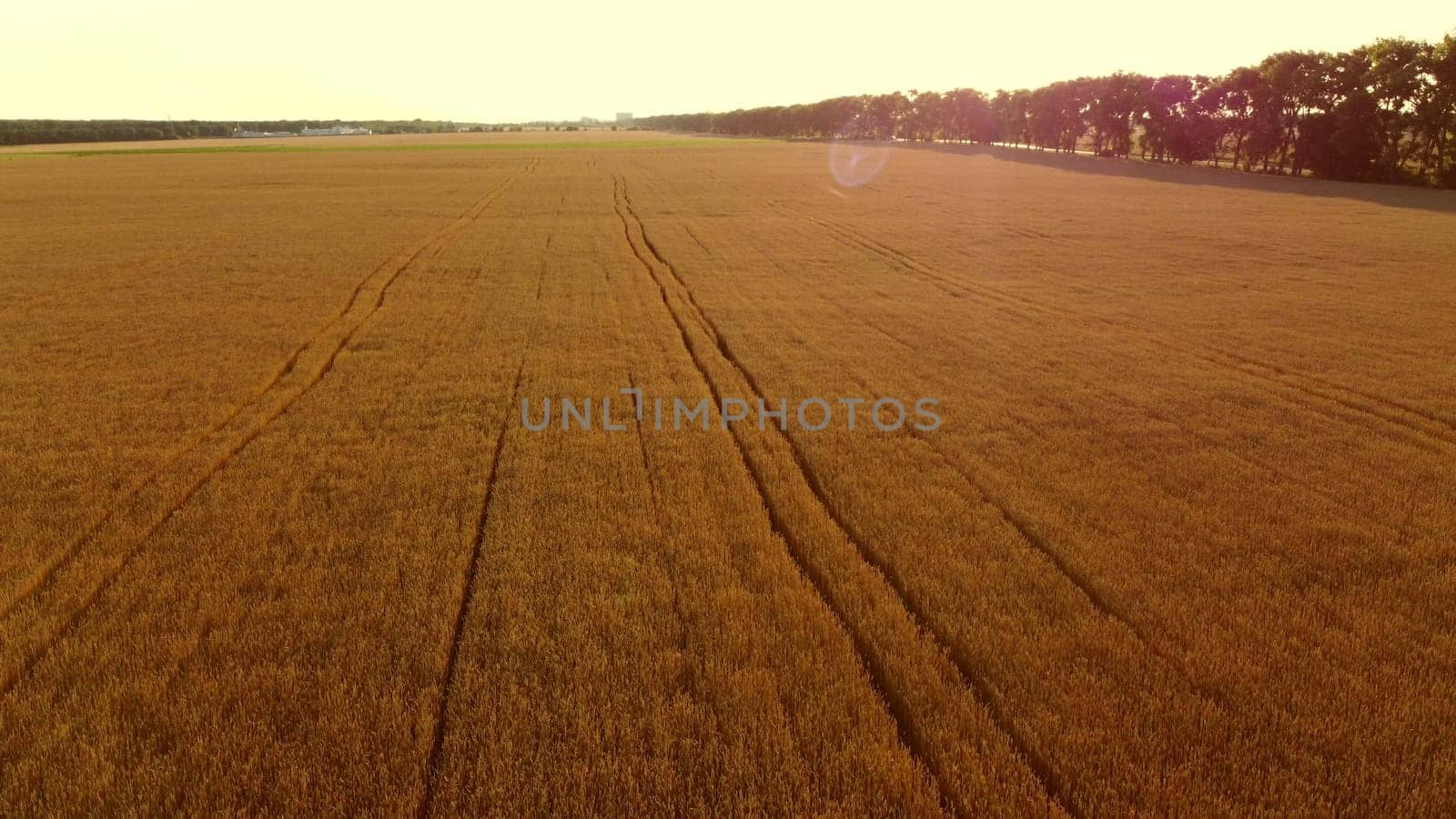 Flying over field of yellow ripe wheat during dawn sunset. Sun glare. Natural background. Rural countryside scenery. Agricultural landscape. Aerial drone view flight over ears of wheat grains