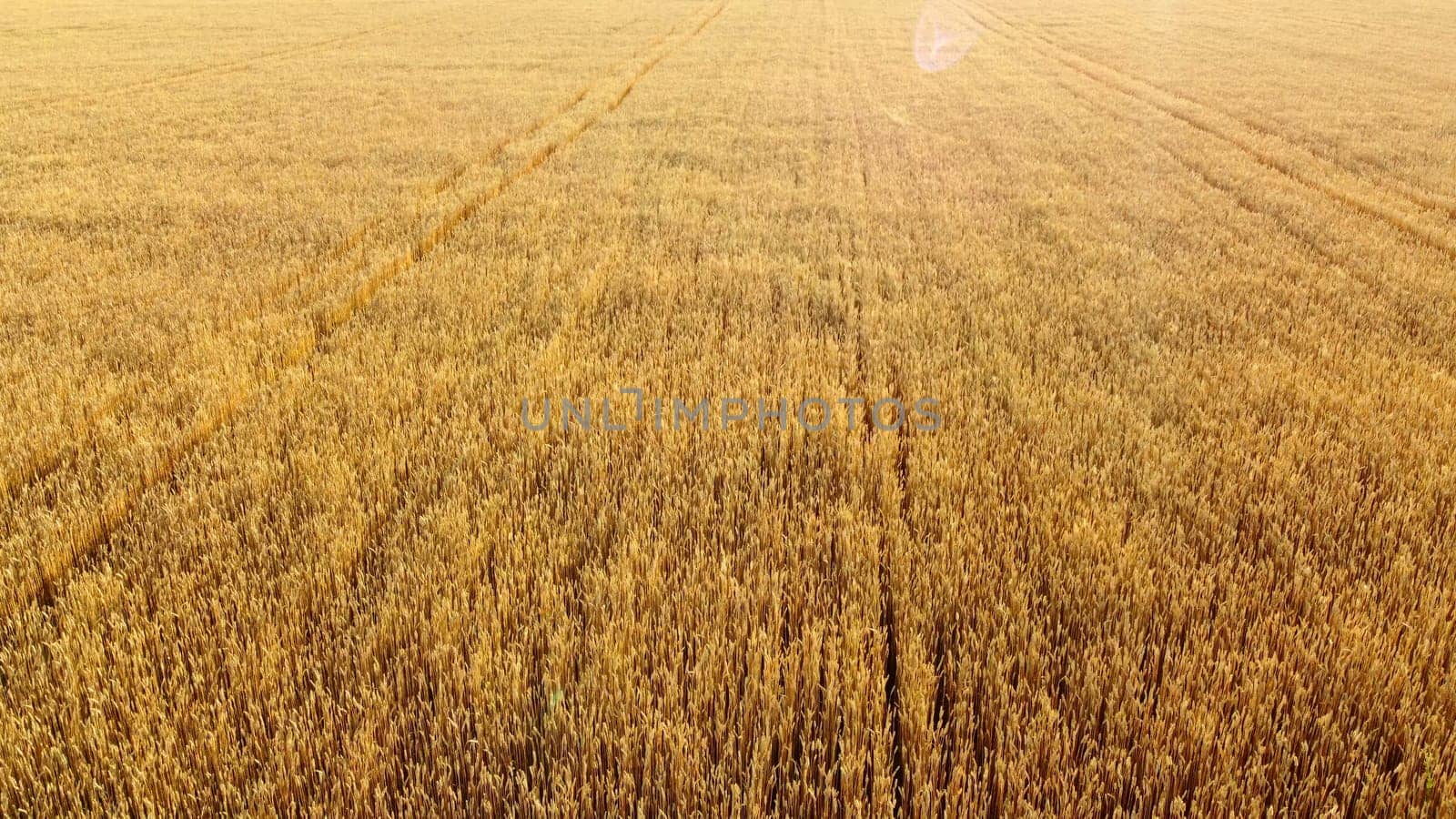 Flying over field of yellow ripe wheat during dawn sunset. Sun glare. Natural background. Rural countryside scenery. Agricultural landscape. Aerial drone view flight over ears of wheat grains