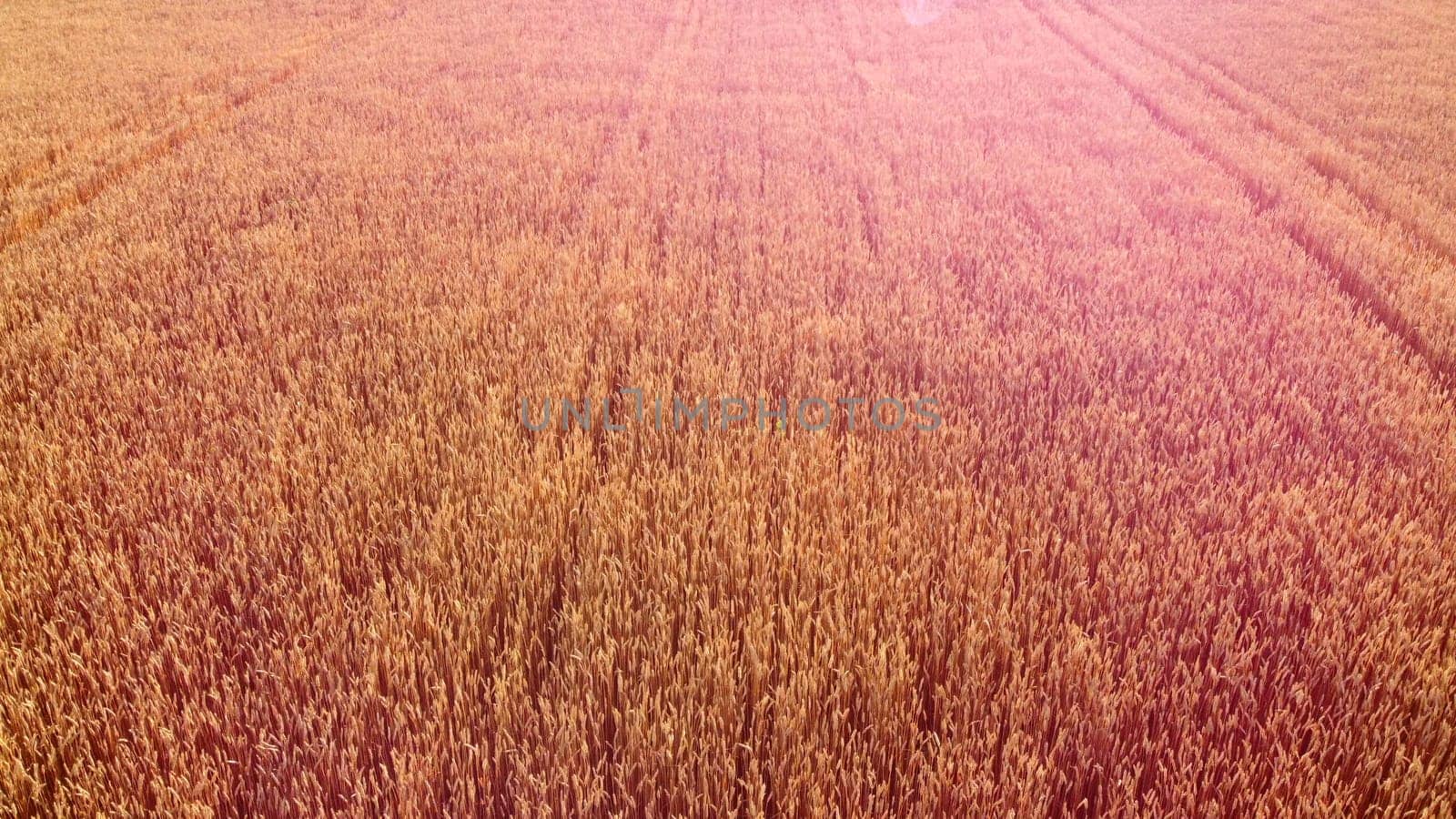 Flying over field of yellow ripe wheat, dawn sunset. Sun glare. Natural background. Rural countryside scenery. Agricultural landscape. Aerial drone view flight over ears of wheat grains. Highlight