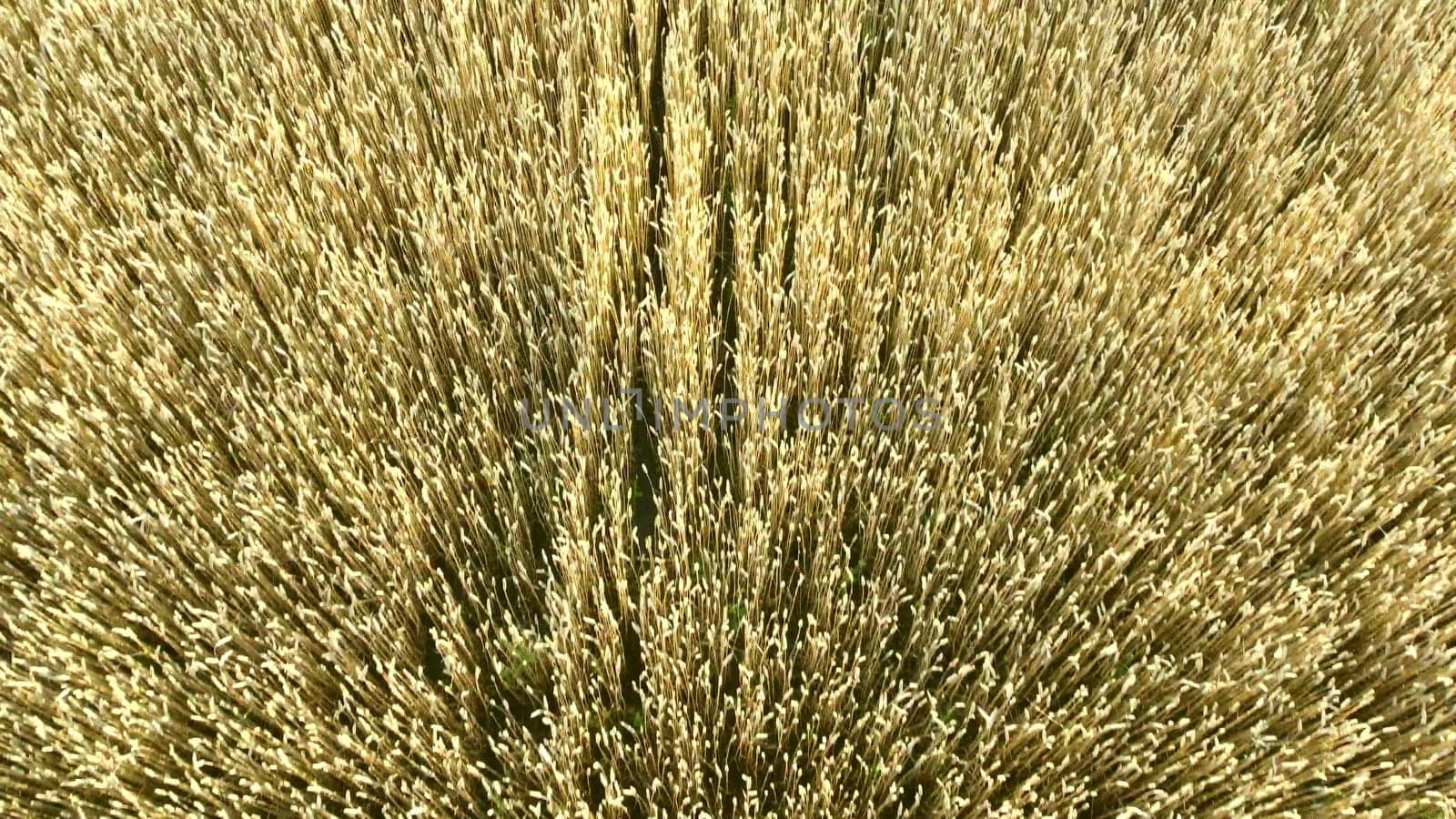 Flying over field of yellow ripe wheat close-up. Natural background. Rural countryside scenery. Agricultural landscape. Aerial drone view flight over ears of wheat grains. Ripe harvest. Agrarian