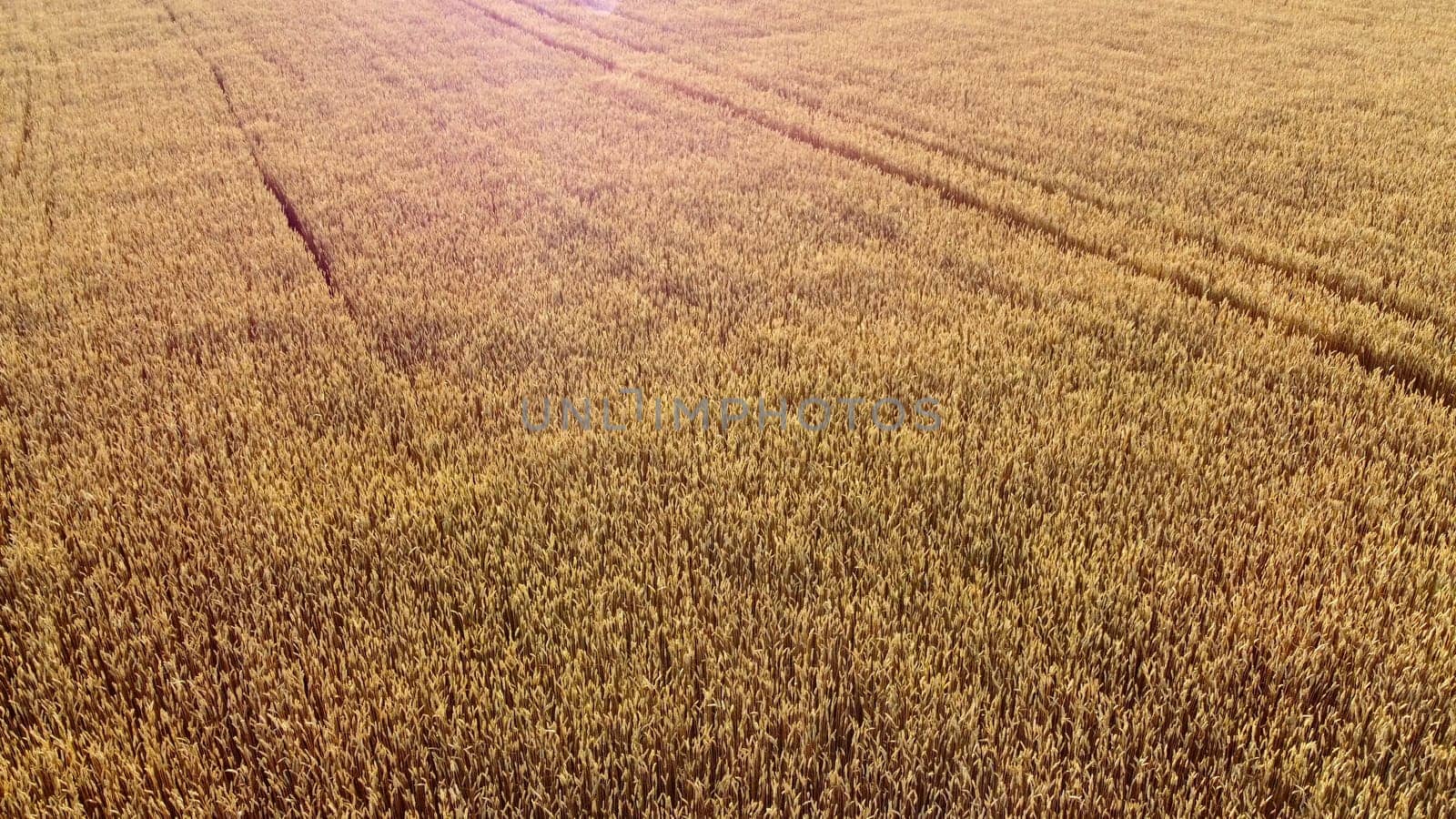 Flying over field of yellow ripe wheat. Natural background. Rural countryside scenery. Agricultural landscape. Aerial drone view flight over ears of wheat grains. Ripe harvest. Agrarian. Top view