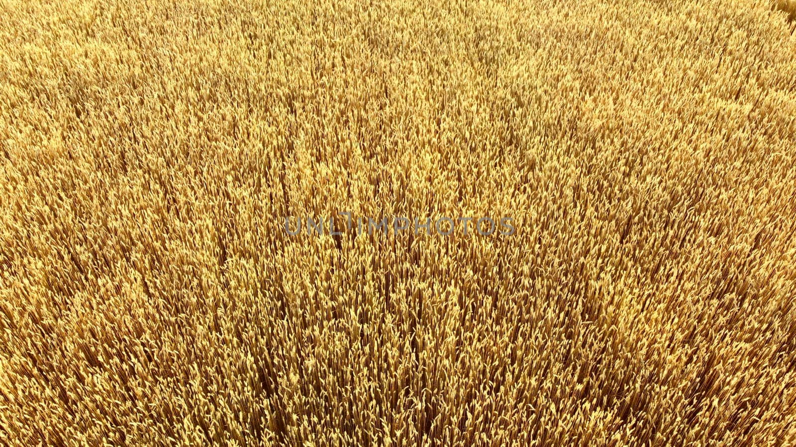 Flying over field of yellow ripe wheat close-up. Natural background. Rural countryside scenery. Agricultural landscape. Aerial drone view flight over ears of wheat grains. Ripe harvest. Agrarian