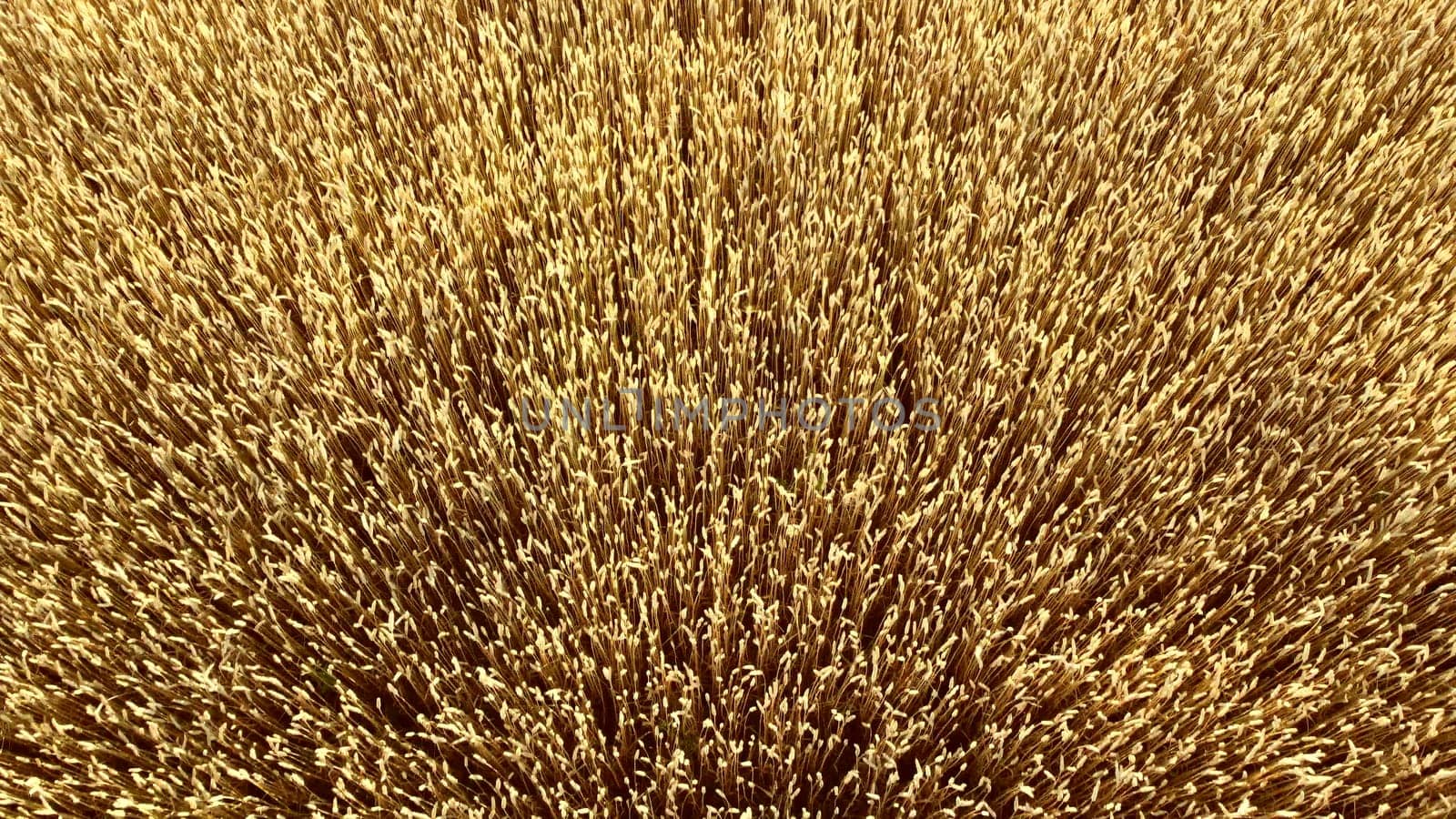 Flying over field of yellow ripe wheat close-up. Natural background. Rural countryside scenery. Agricultural landscape. Aerial drone view flight over ears of wheat grains. Ripe harvest. Agrarian