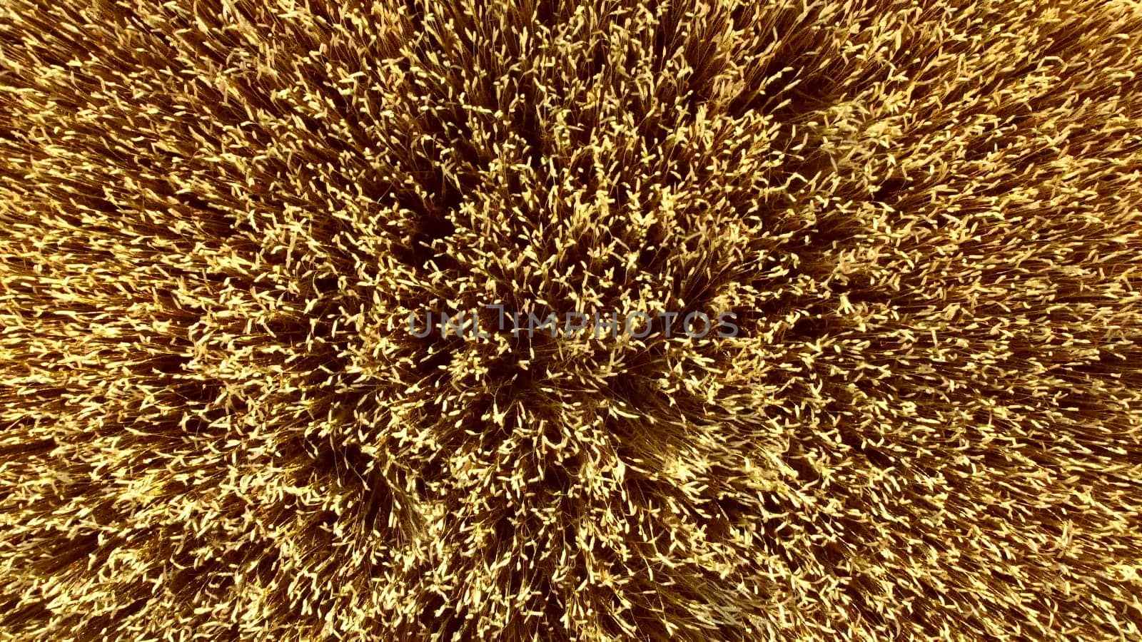 Flying over field of yellow ripe wheat close-up. Natural background. Rural countryside scenery. Agricultural landscape. Aerial drone view flight over ears of wheat grains. Ripe harvest. Agrarian