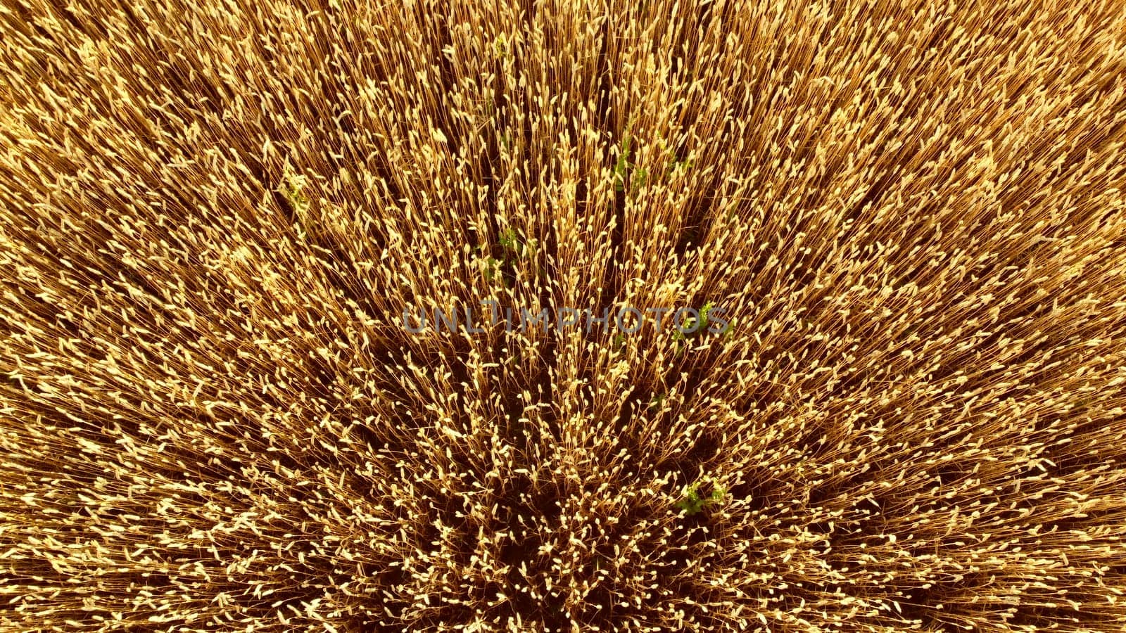 Flying over field of yellow ripe wheat close-up. Natural background. Rural countryside scenery. Agricultural landscape. Aerial drone view flight over ears of wheat grains. Ripe harvest. Agrarian