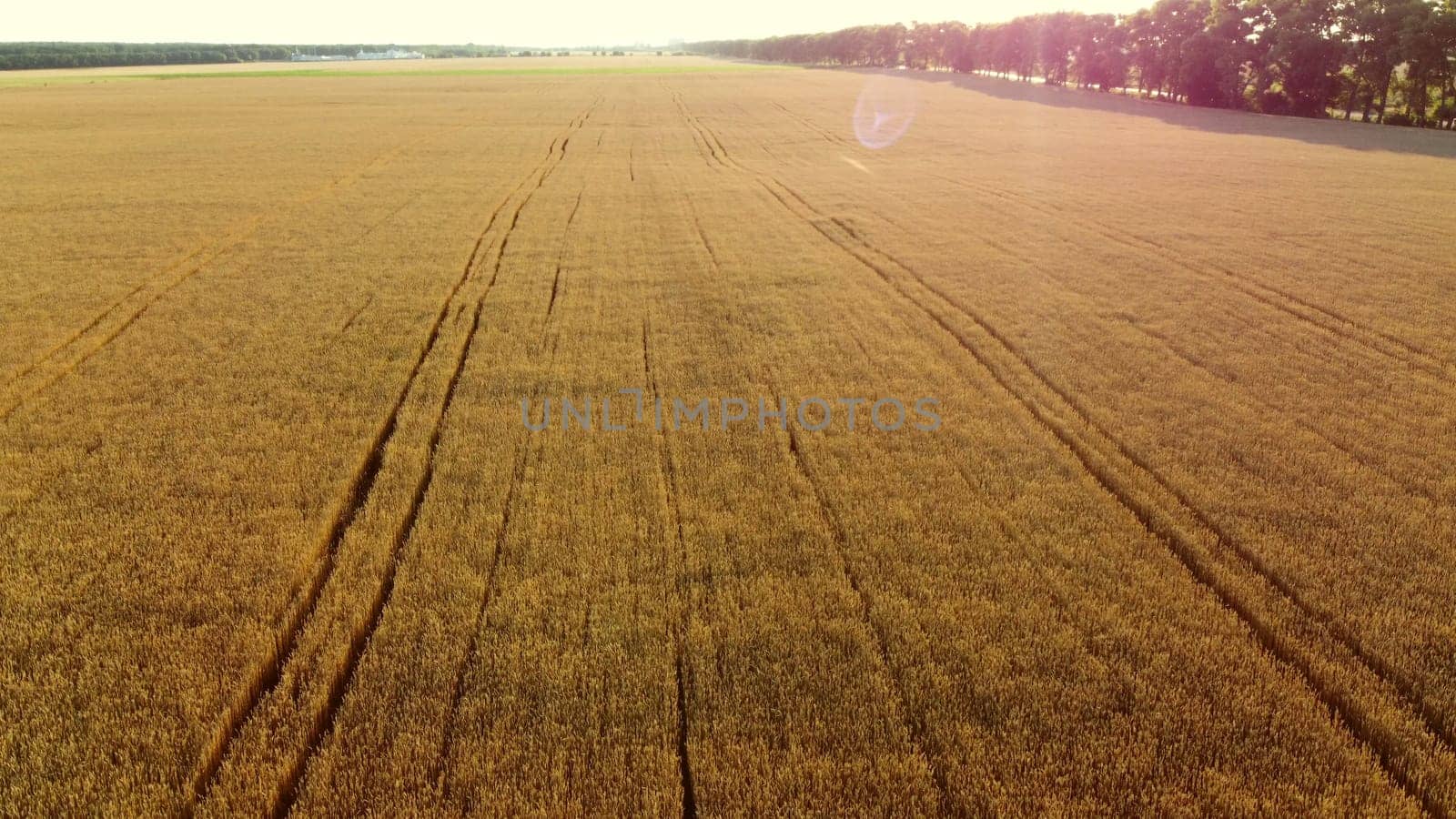 Flying over field of yellow ripe wheat, dawn sunset. Natural background. Rural countryside scenery. Agricultural landscape. Aerial drone view flight over ears of wheat grains. Ripe harvest. Top view