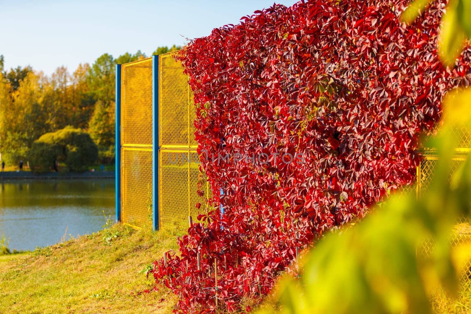 Red autumn ivy in the rays of the sun on the wall of a metal fence. by Yurich32