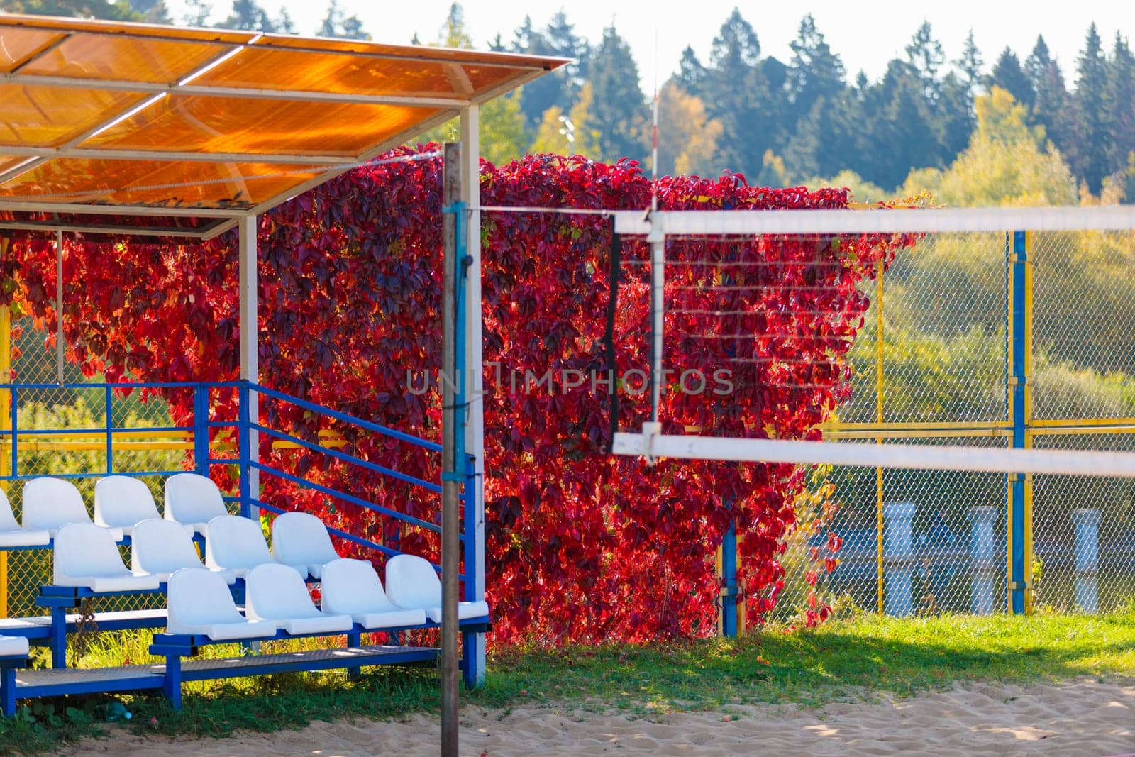 Red autumn ivy on the fence of a volleyball playground