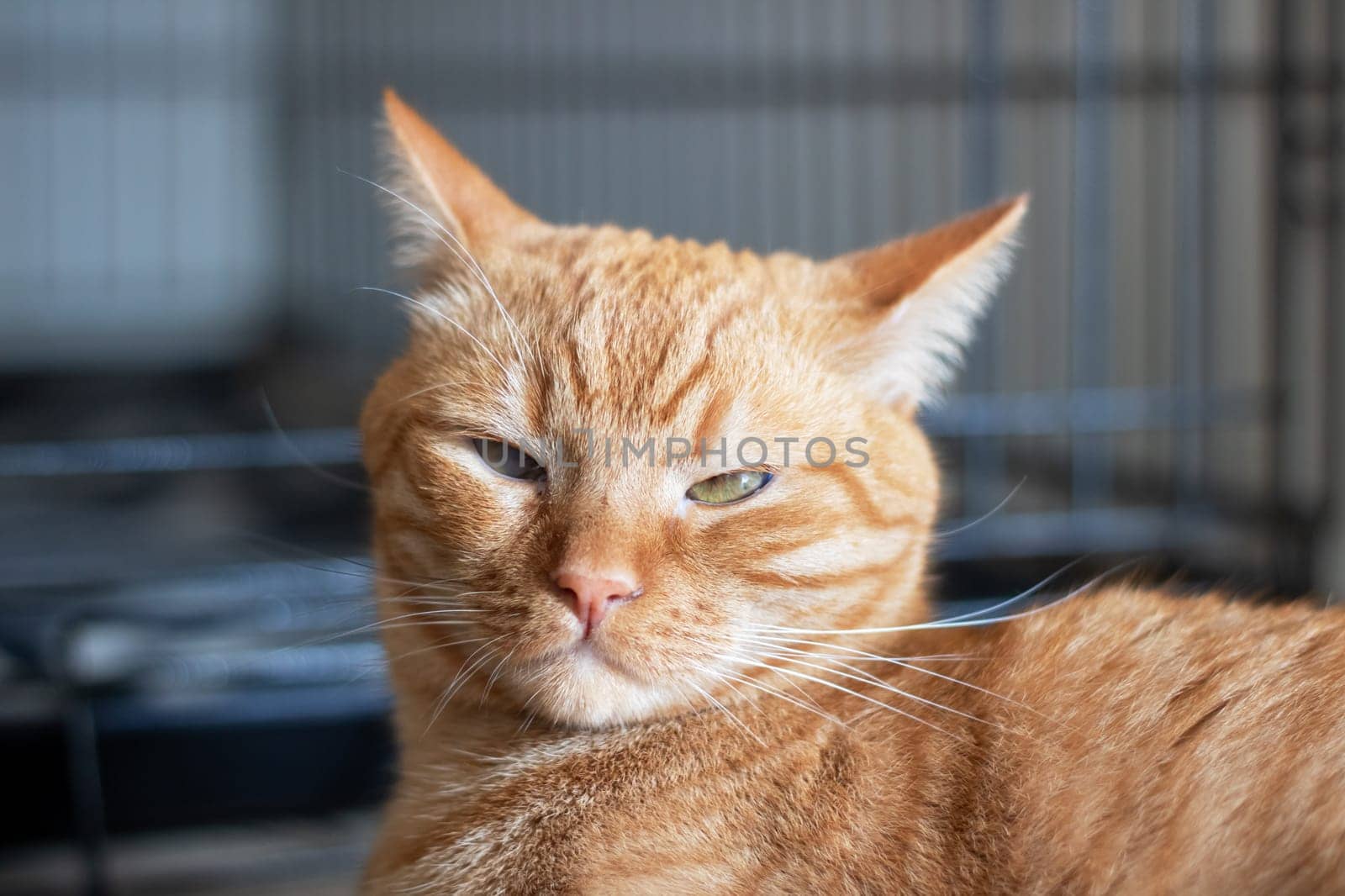 Domestic ginger cat at home portrait close up