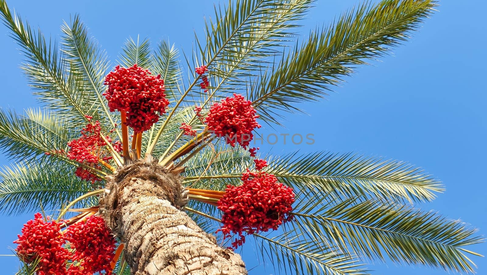 Date palm with fruits of red dates on background of blue sky by Laguna781