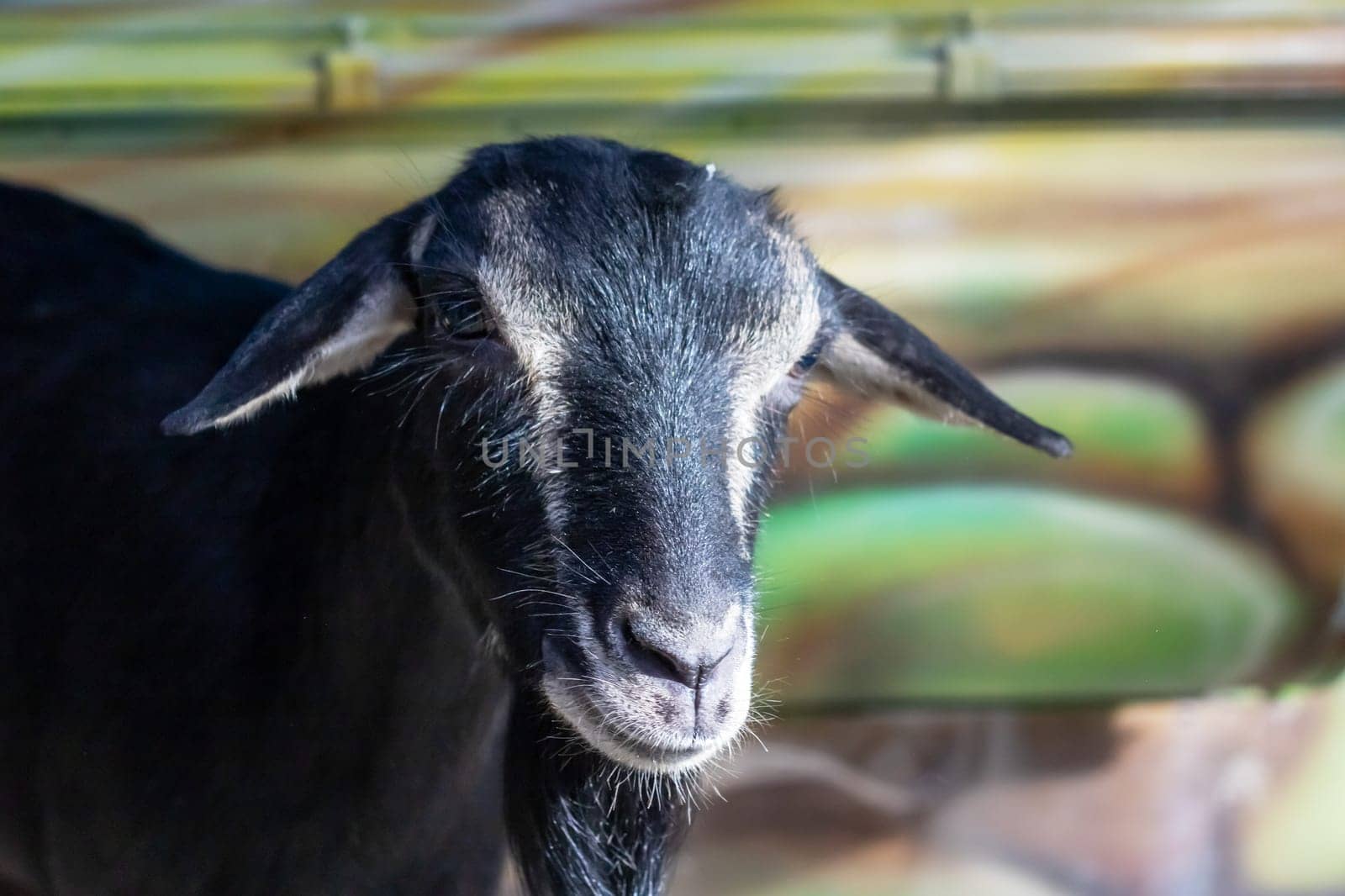 Beautiful black goat in aviary close up portrait