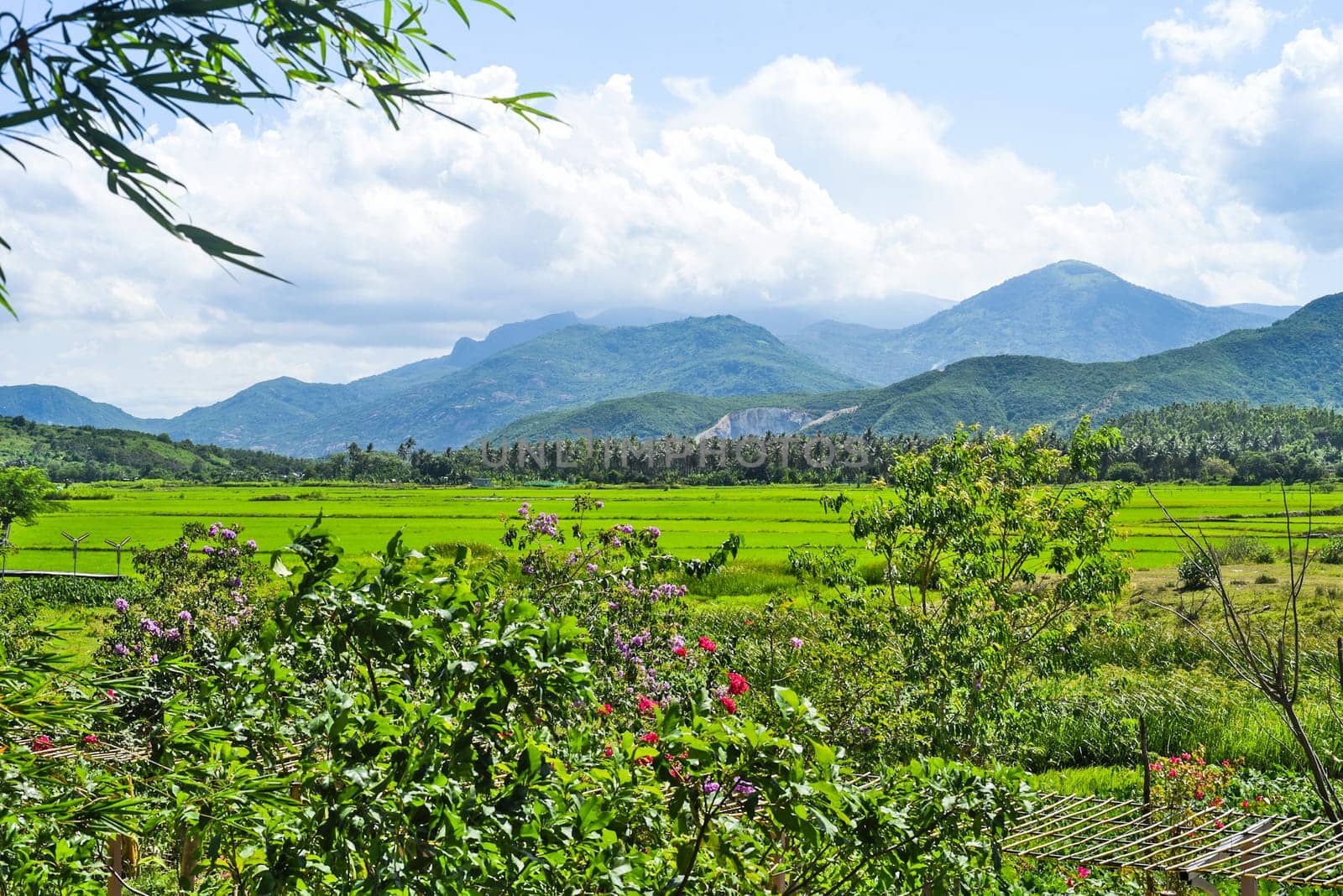 Rural  landscape with rice fields in Vietnam