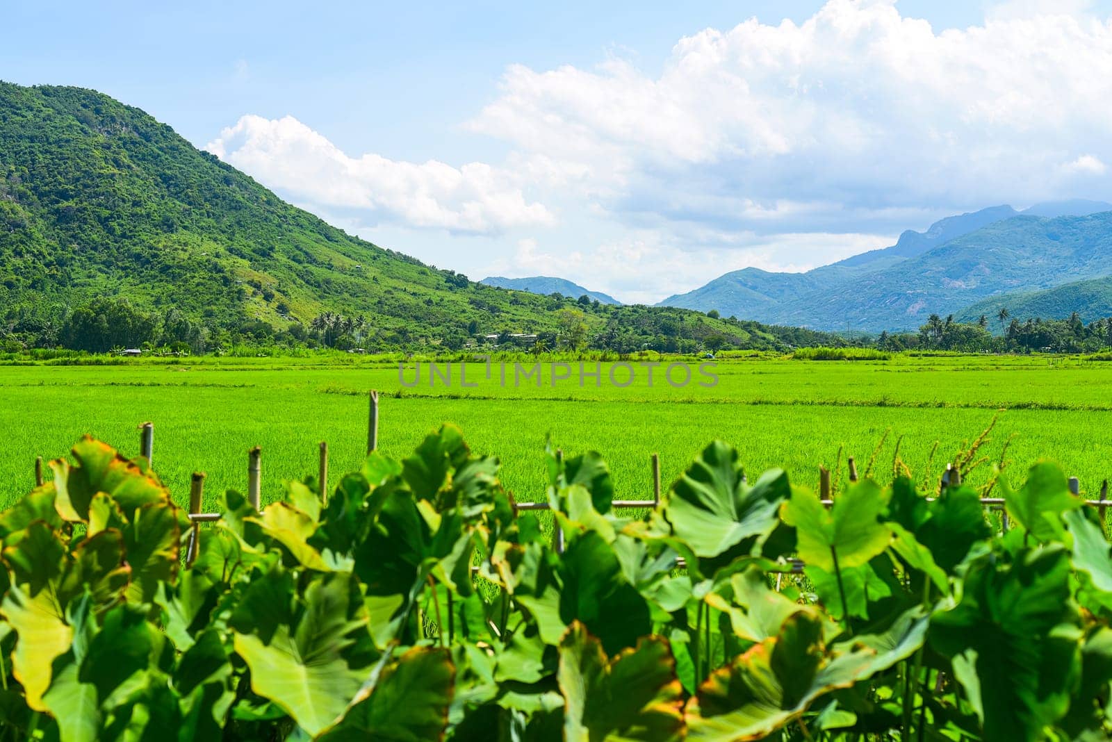 Vietnamese rice fields among mountains