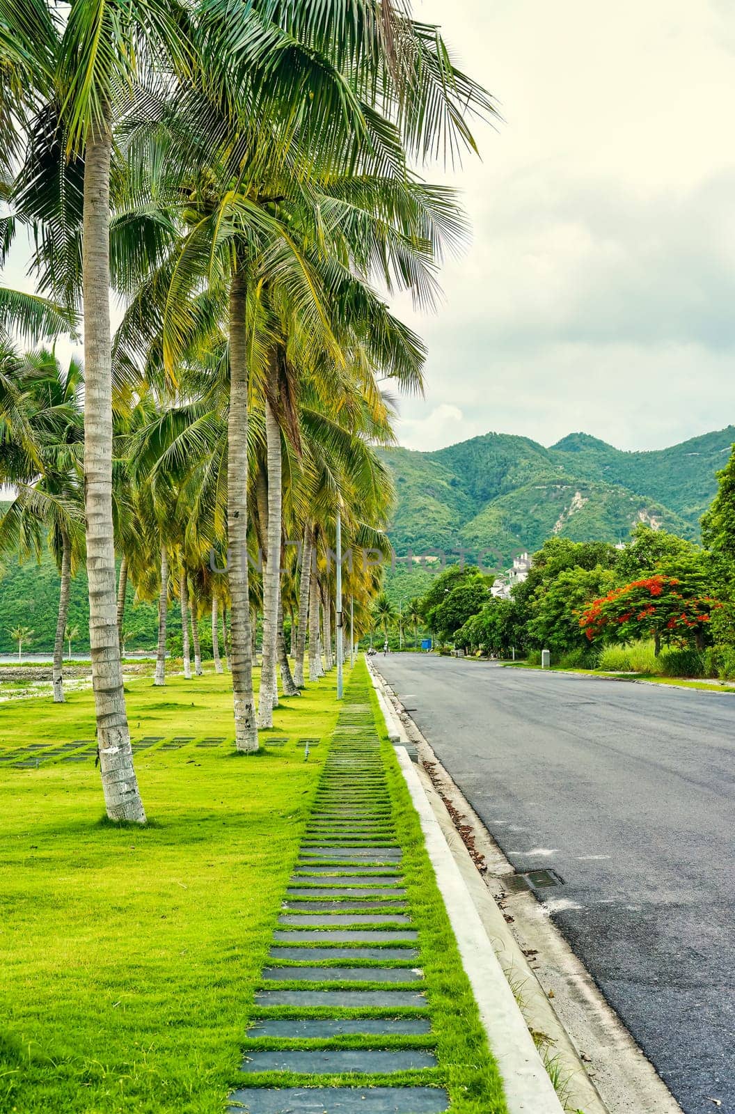 Tropical vertical landscape with road and palms in Vietnam in An Vien village