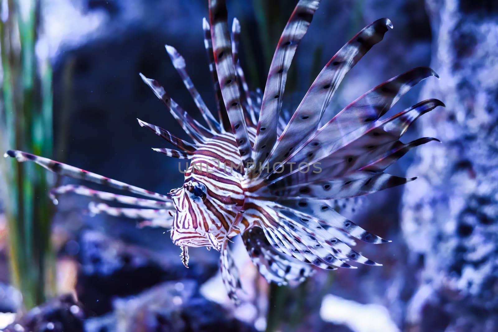 broadbarred lionfish or spotfin lionfish in aquarium